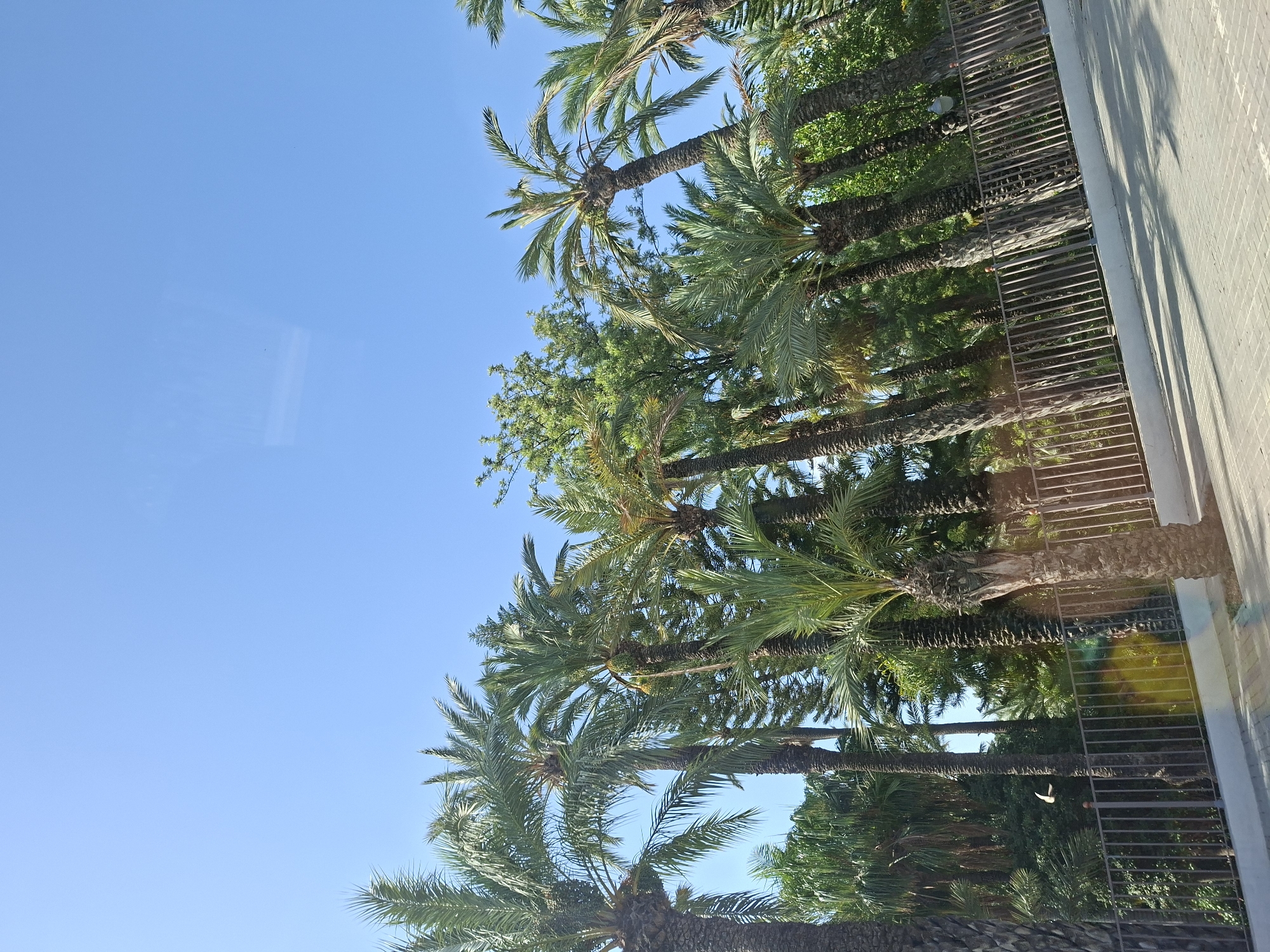 The image shows a line of palm trees, characteristic of Elx/Elche, Spain, famous for its palm groves. The palm trees are tall and mature, with lush green fronds against a clear blue sky. A metal fence runs horizontally in the foreground, separating the paved area in front from the trees and dense greenery behind it. Sunlight casts shadows on the paved surface, indicating a bright day. A white bird is captured in flight between the fence and the trees. The overall scene suggests a well-maintained public space or park.