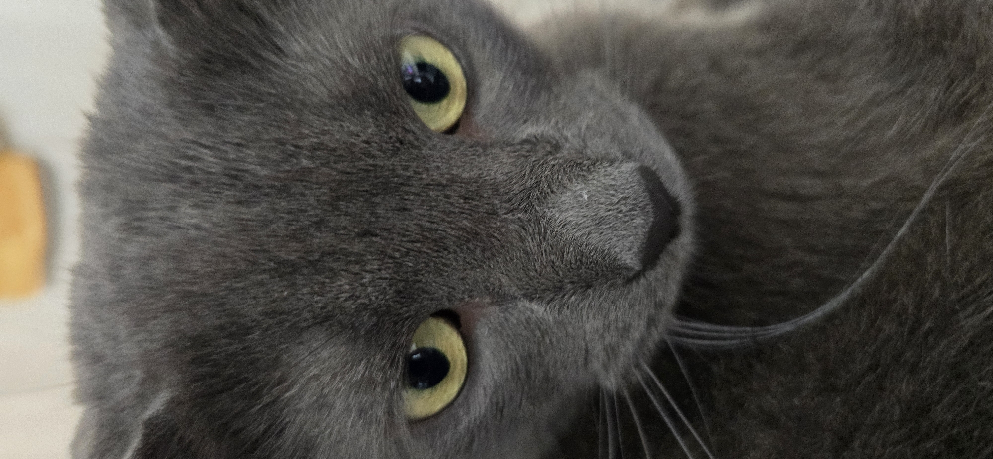 A close-up, eye-level shot focuses on the face of a grey cat. The cat's yellow eyes are open and looking directly at the camera. Its nose is dark and triangular, and white whiskers extend outwards from its snout. The cat's fur is a uniform grey color. The background is blurred and appears to be a light-colored wall with a faint orange object in the upper right corner, suggesting an indoor setting. There is no indication of the location being in a city or any specific place.