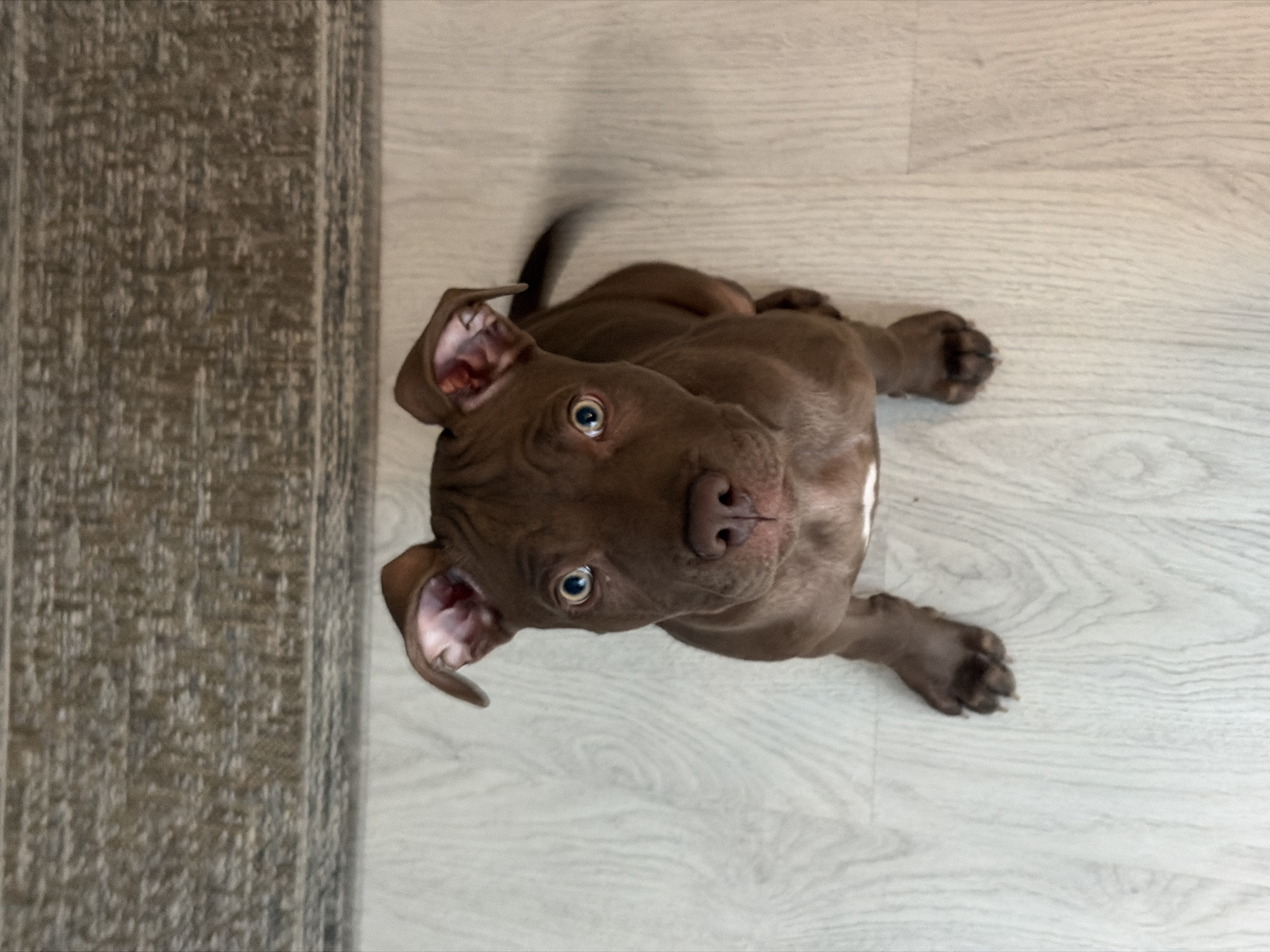 This is a high-angle, close-up shot of a brown Pitbull puppy lying on a light-colored wooden floor. The puppy is looking up at the camera with its head tilted, displaying bright blue eyes and large floppy ears. A blurred dark tail is visible behind the puppy, suggesting movement. A portion of a textured, darker-colored mat or rug is visible on the left side of the frame. The puppy has a white marking on its chest. The lighting appears to be indoor, with no specific indicators of time of day or weather. There is no visible text in the image. The setting is likely a home interior.