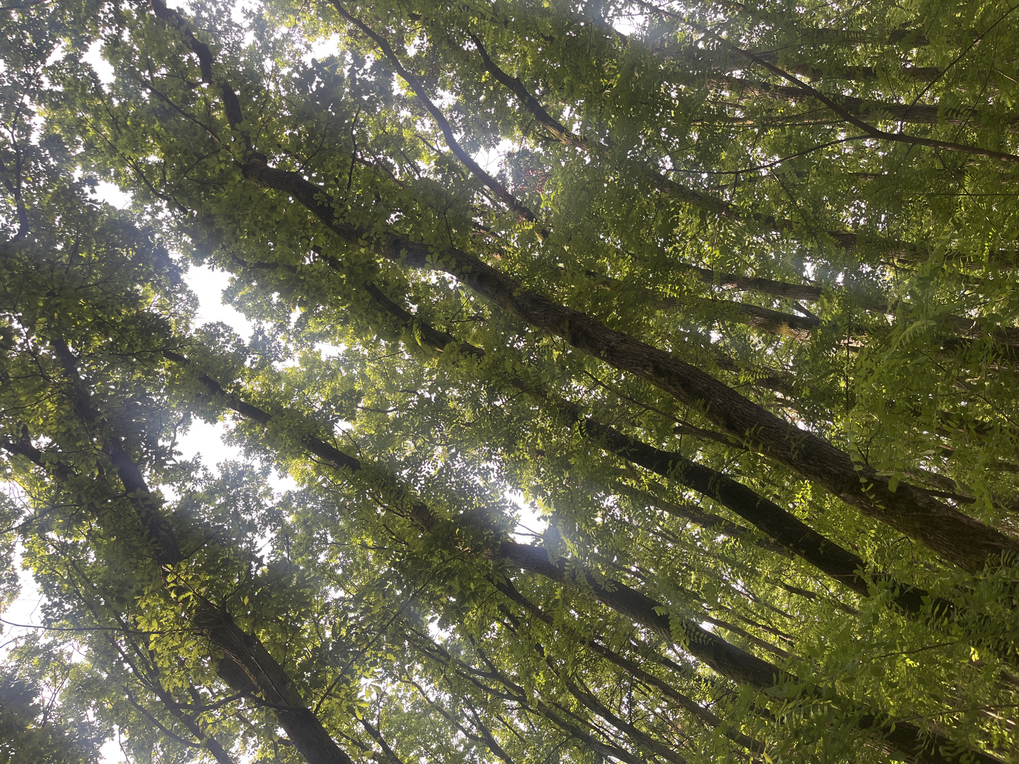 The image shows a view looking up through tree canopy. The location is likely in Onokivtsi, Ukraine. The trees have green leaves and their trunks are visible, oriented at an angle relative to the frame. The sky is visible in the gaps between the leaves, appearing bright white. No people or actions are visible in the frame.