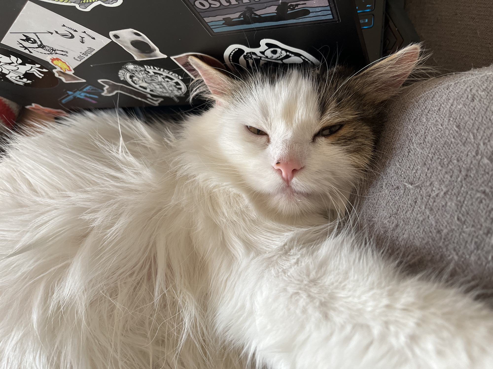 A domestic cat with white fur and brown markings on its face and ears is lying down on a gray fabric surface, likely a piece of clothing or furniture. The cat's eyes are partially closed, and its pink nose is visible. Behind the cat, a black surface is adorned with various stickers, some depicting cartoonish figures and text. The overall scene appears to be indoors, possibly a home environment. There is no discernible information within the image to suggest a location in Bila Tserkva, Ukraine, or any specific city.