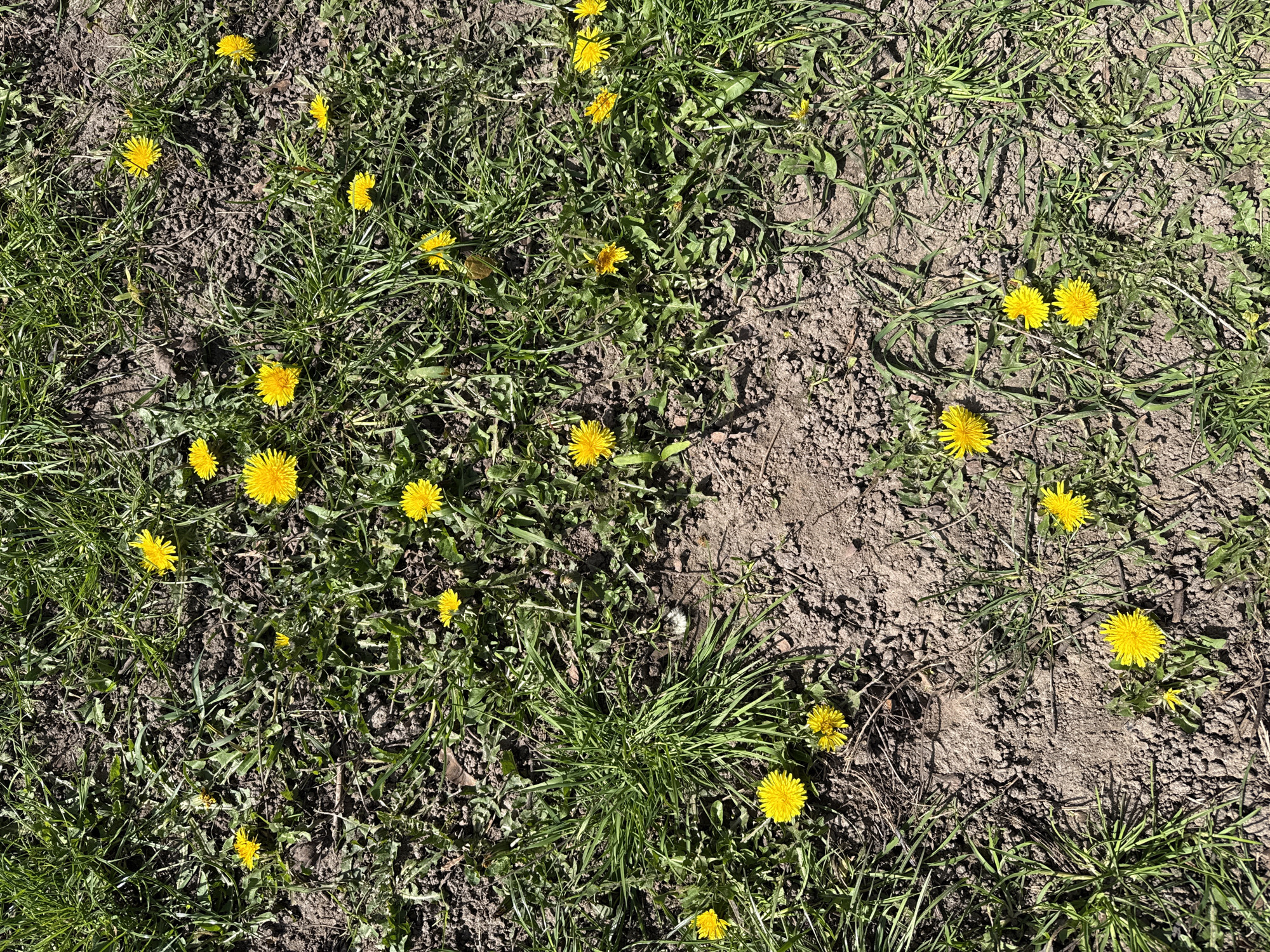The image shows a patch of ground with a mix of grass, soil, and yellow dandelions. The grass is green and interspersed with bare soil. The dandelions are scattered throughout the scene, some growing directly from the soil and others among the grass. The soil appears dry and cracked. The lighting suggests a sunny day. The location is not discernible from the image, but the user specified Great Yarmouth, United Kingdom. There are no people visible.