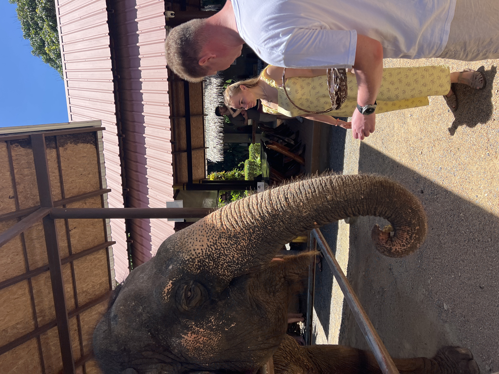 Baan Thurian, Thailand. An elephant is standing behind a metal fence. A man in a white t-shirt and woman in a yellow dress are looking at the elephant. The environment consists of gravel ground, metal structures, and a thatched roof shelter.