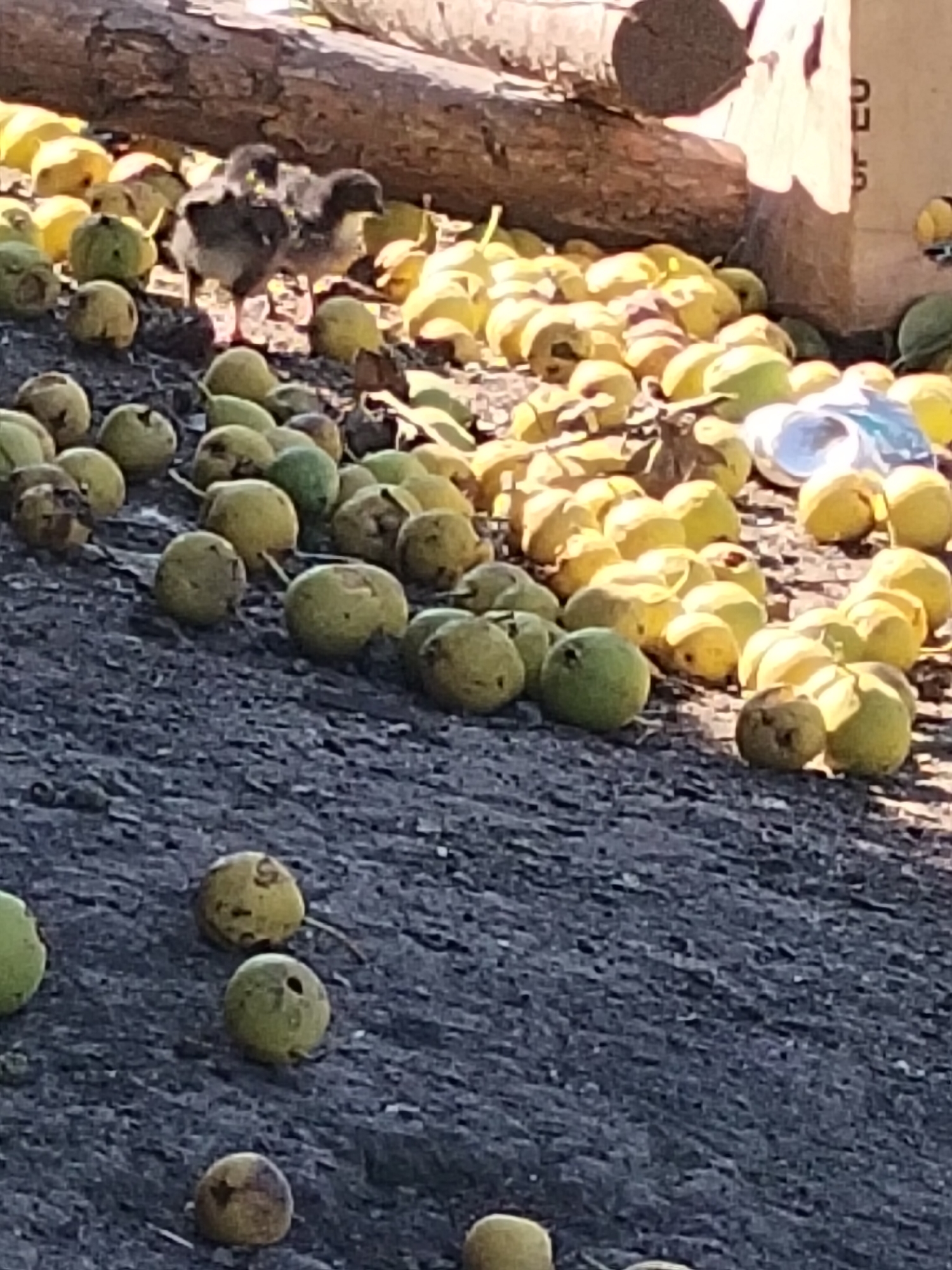 In the city of Ustyvytsia, Ukraine, an outdoor scene depicts a natural setting covered with numerous green and yellow walnuts. Two young birds, likely goslings, are situated among the walnuts, appearing to be the primary subjects of interest in the foreground. A large fallen tree trunk dominates the background. The ground is rough and dark, possibly dirt or gravel. The image captures a moment of natural behavior, with the birds and fallen walnuts suggesting a habitat where these elements coexist. The lighting indicates it is daytime, with shadows suggesting the sun is present.