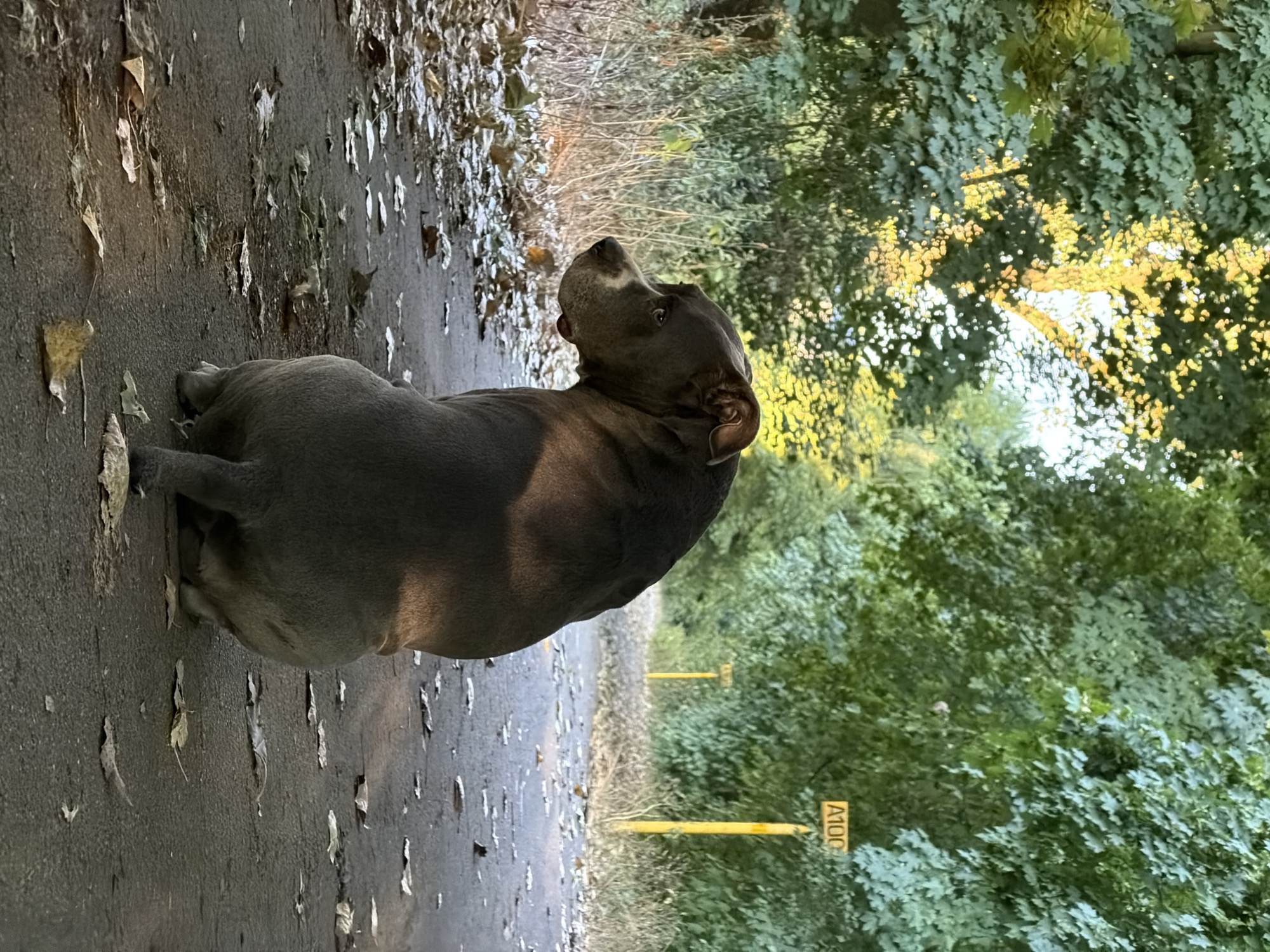 A medium shot captures a gray pit bull type dog from behind, facing left, sitting on an asphalt road covered with scattered fallen leaves. The dog's head is turned to its left, looking off-camera. Sunlight filters through the dense green foliage lining both sides of the road, casting dappled shadows. In the background, two yellow poles with white "A100" markers are visible, suggesting the location is a road in or near Schifflange, Luxembourg. The environment appears to be a wooded or tree-lined area with dry vegetation and leaves on the ground. The lighting suggests it is either early morning or late afternoon.