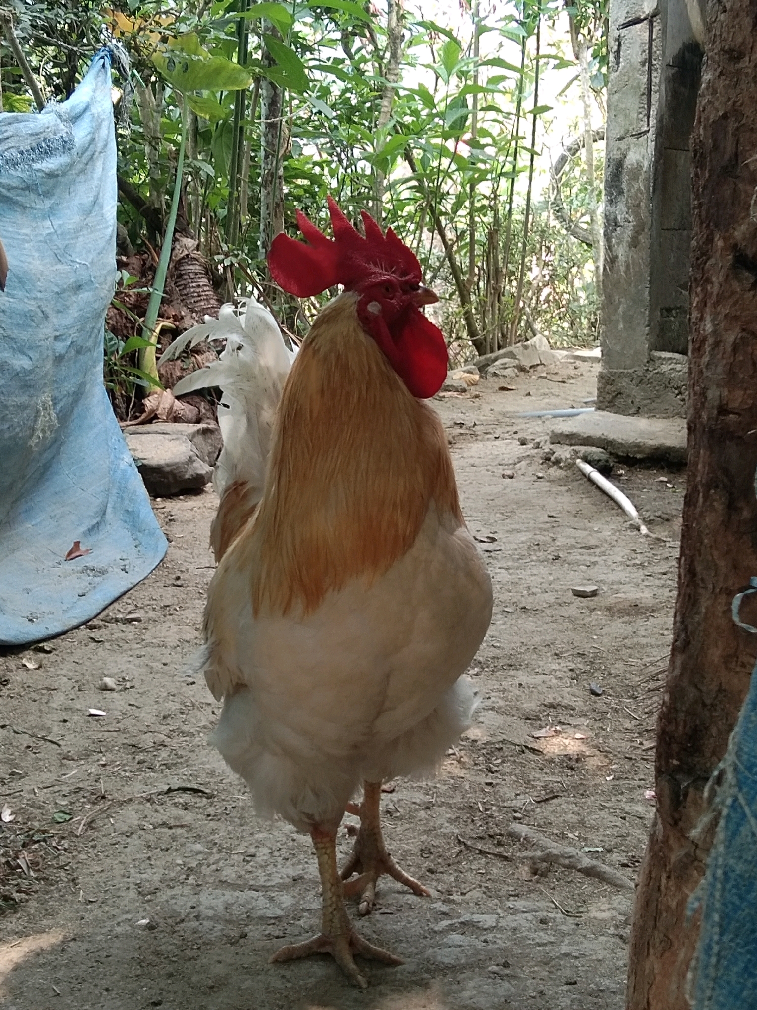 A rooster stands in an outdoor, rural setting. The rooster is light brown and white with a prominent red comb and wattles. It is facing away from the camera, looking towards the right side of the frame. The ground is dirt and gravel, with scattered leaves and small stones. To the left of the rooster, a large, light blue tarp is partially visible, its edge drooping down. Behind the rooster, a dense collection of green foliage and bamboo stalks creates a natural backdrop. To the right, a rough, brown tree trunk is prominent, and beyond that, a gray concrete structure, possibly part of a building or wall, can be seen. The overall impression is of a backyard or farmyard environment. The image is taken outdoors during daylight.