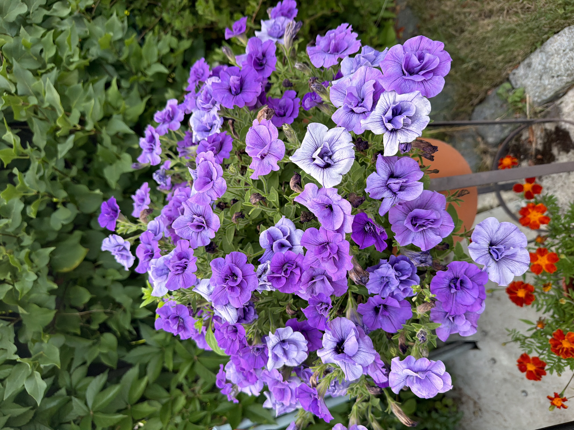 A close-up, high-angle shot captures a vibrant bouquet of purple petunias in a terracotta pot, set against a backdrop of lush green foliage. The petunias, in various shades of violet and lavender, are densely packed, with some blooms exhibiting ruffled petals and dark centers. A few smaller, bright red flowers with yellow centers are visible at the bottom of the frame, suggesting a mixed planting. The scene appears to be an outdoor setting, likely a garden or patio, with hints of paving stones and grass in the background. No people or specific Bayreuth landmarks are identifiable in the image.