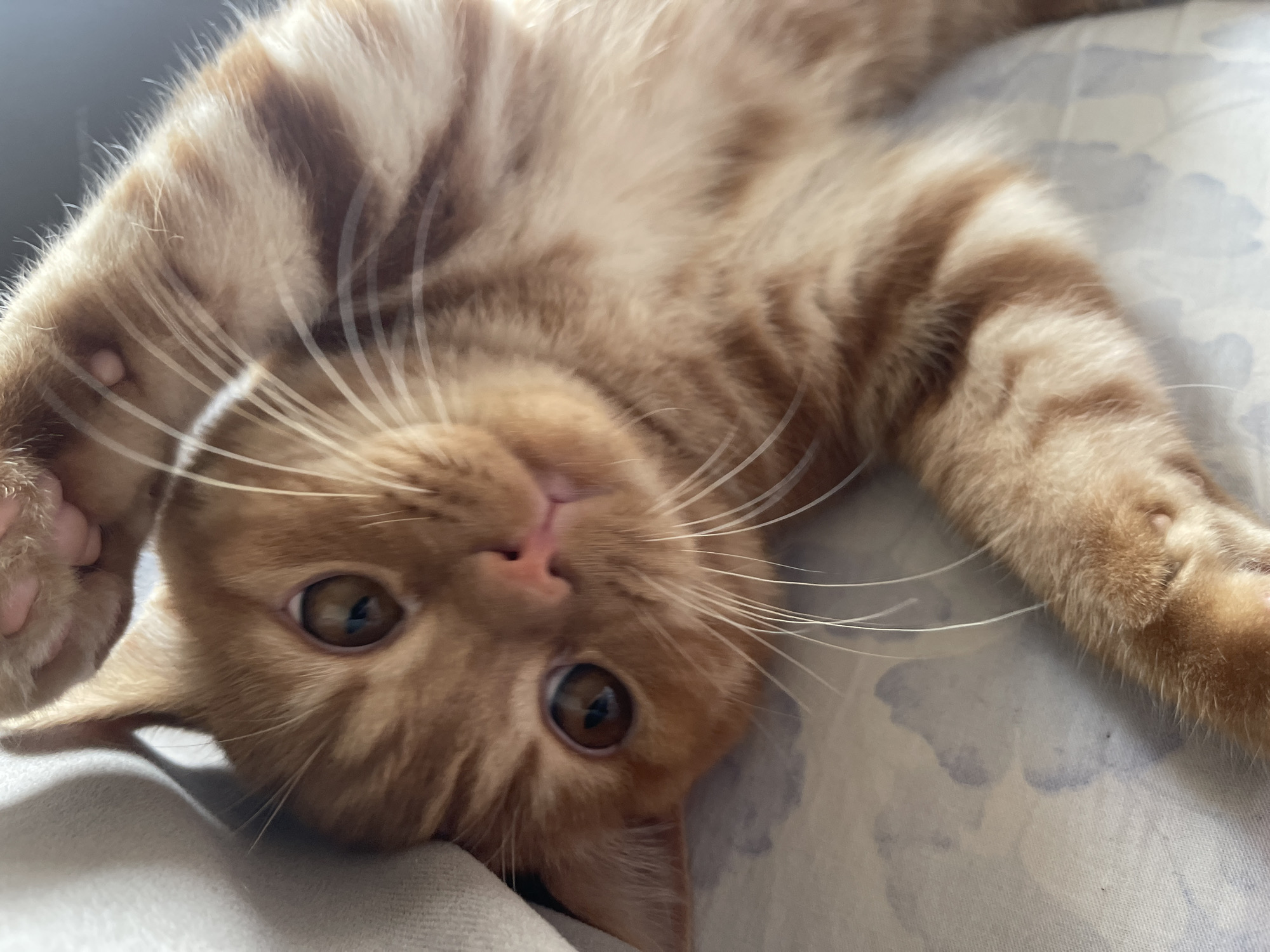 The image shows a close-up, eye-level shot of an orange tabby cat lying on its back on a surface with a blue and white patterned fabric. The cat's head is tilted and it is looking directly at the camera with large, curious brown eyes. Its right paw is raised in the air, and its body is relaxed. The background is blurred, but appears to be a soft, light-colored surface, possibly bedding. There are no people or other animals visible. The image does not contain any information about the city of Kommunarka, Russia.