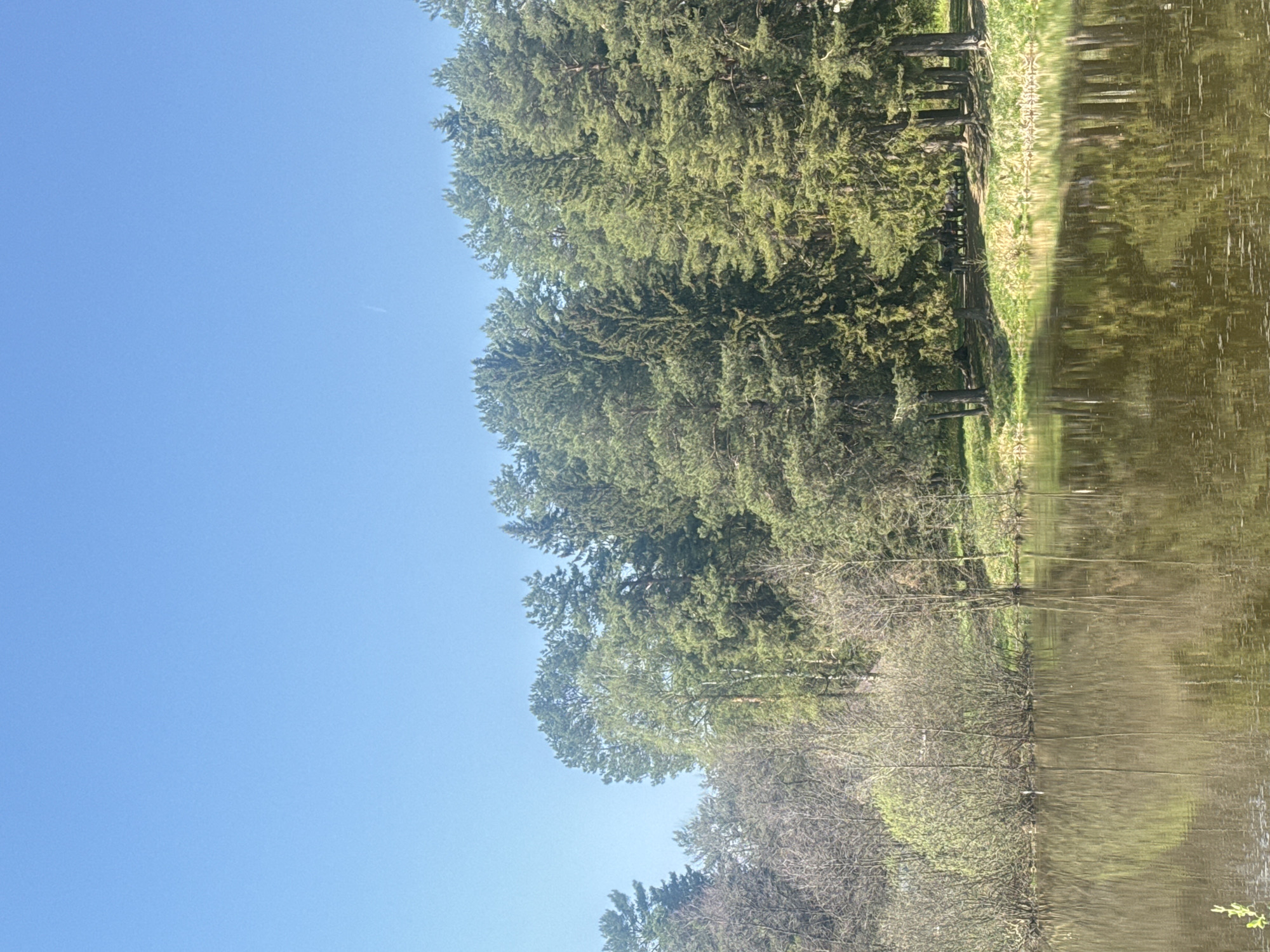 The image shows a landscape with a body of water reflecting trees and the sky. The sky is a clear blue. On the edge of the water, trees and greenery are visible. Their reflection is visible in the water. The location is Chaikovsky, Russia.