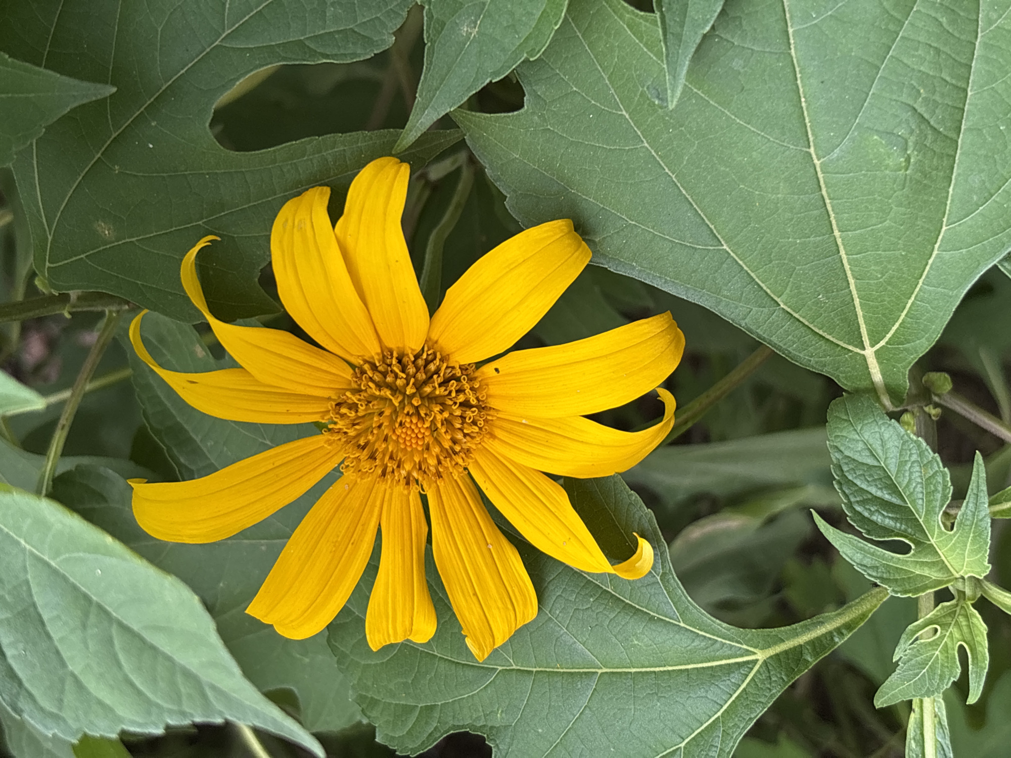 The image shows a close-up, top-down view of a vibrant yellow flower with delicate, elongated petals surrounding a textured, golden-brown center. The flower is nestled amongst large, textured green leaves, some of which have natural holes or irregular edges. The leaves are veined and have a slightly matte finish. The background is softly blurred, suggesting a natural outdoor setting. The lighting appears to be bright, casting soft shadows and highlighting the textures of the petals and leaves, possibly indicating daytime. There is no text visible in the image. The scene conveys a sense of natural beauty and tranquility. The context of Jos, Nigeria, places this image within a specific geographical and climatic environment, suggesting a typical flora that might be found there, likely during a favorable growing season.