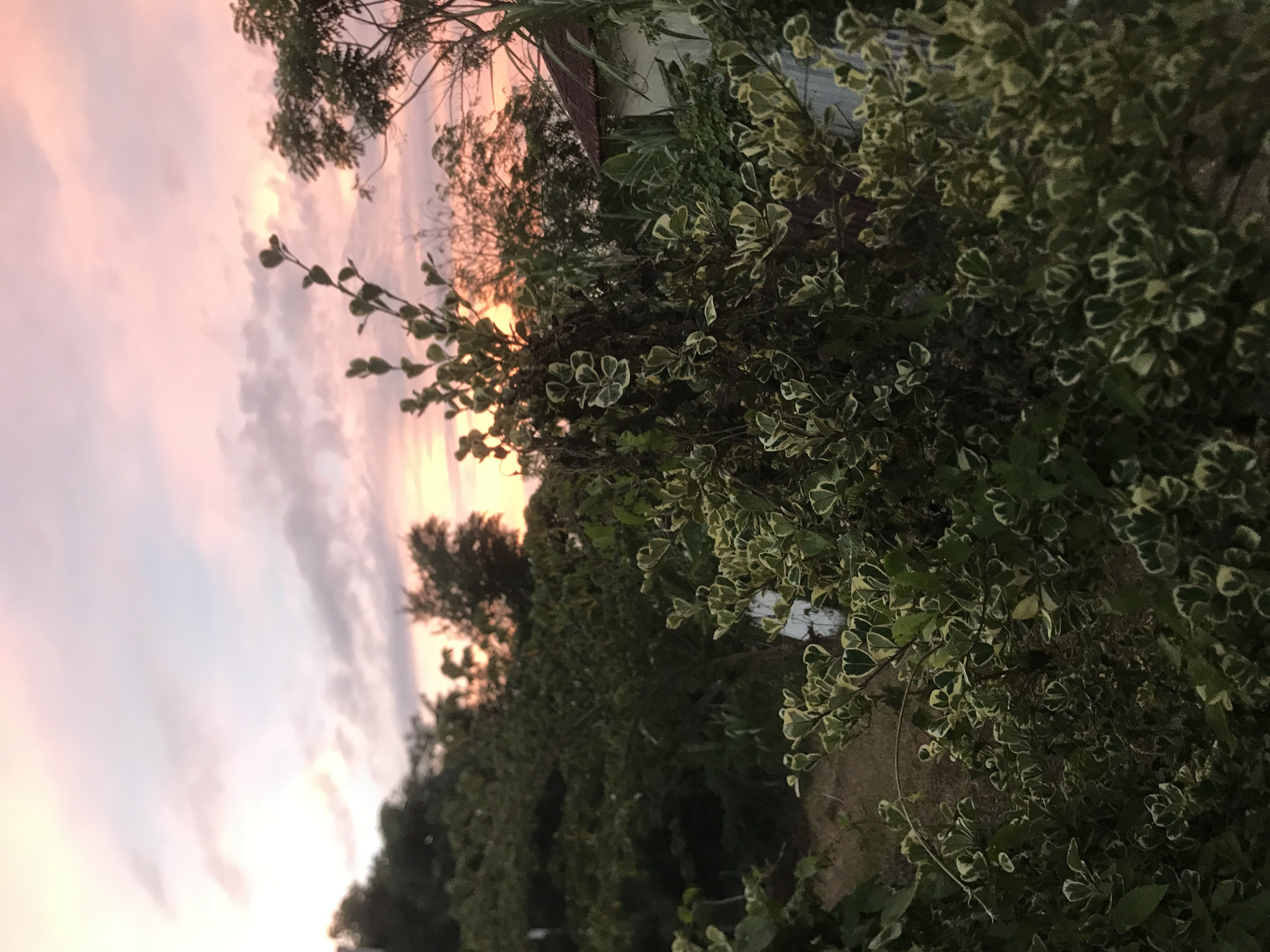 The image shows a sky with pink and white clouds, likely taken during sunset or sunrise. The foreground features green foliage, possibly bushes or trees. A structure is visible amongst the trees, possibly a house. The location is suggestive of Lhokseumawe, Indonesia. The overall impression is of a peaceful, natural scene.