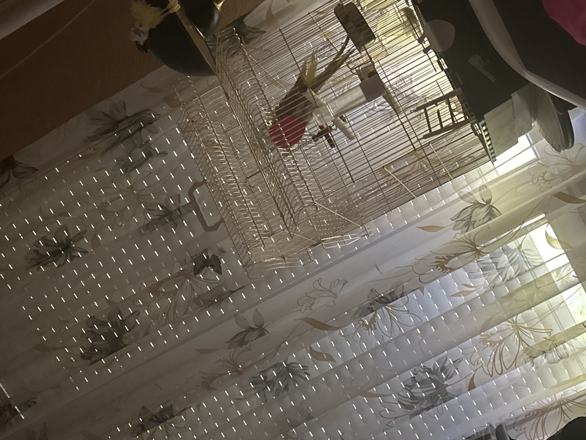 A cockatiel bird is inside a birdcage. The bird has a red cheek patch, a grey body, and yellow and grey head feathers. The birdcage is gold and has a ladder inside. The cage sits on top of a curtained window. The curtain is patterned with flowers in muted tones of white, grey, and gold. The location is unknown and therefore the city of Sofia, Bulgaria can not be determined.