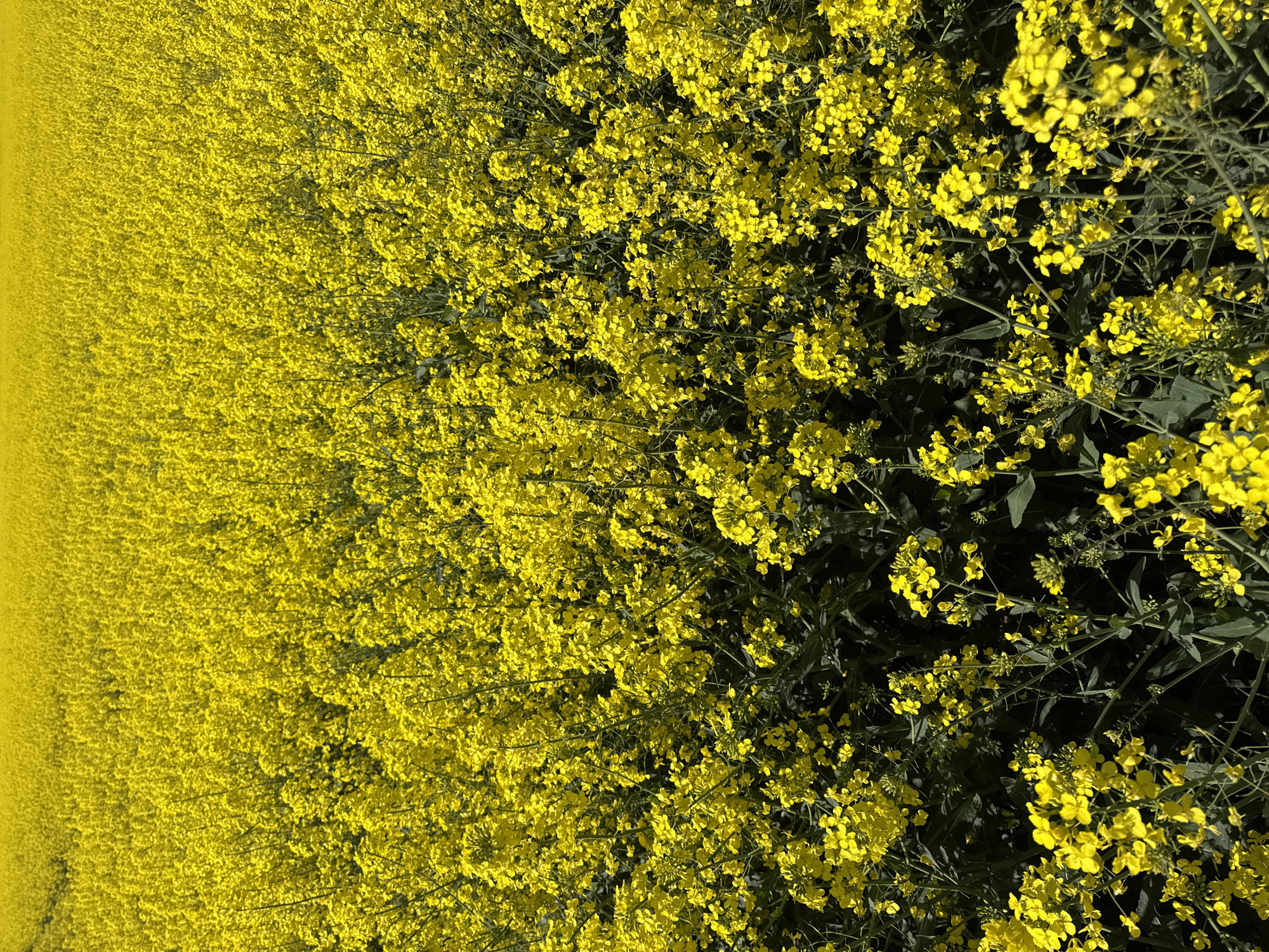 The image displays a vast field of vibrant yellow rapeseed (canola) flowers, stretching from the immediate foreground into the distant horizon. The perspective is slightly elevated, looking down and across the dense plant growth.
In the foreground and midground, individual four-petaled yellow flowers, along with their green stems and leaves, are distinctly visible. They are densely packed, forming a rich, textured surface of bright yellow, interspersed with patches of darker green and shadows, indicating strong sunlight. The details of the blossoms and foliage are sharp, revealing the intricate patterns of the flowering plants.
As the field recedes towards the left side and into the distance, the individual plants become less discernible, blending into a uniform, brilliant yellow expanse that dominates the landscape. The overall impression is one of a sweeping, almost endless carpet of yellow.
No people or man-made objects are present in the scene. The image captures the natural beauty of an agricultural landscape in full bloom. The time of day appears to be bright daylight, suggesting sunny and clear weather. This type of field is characteristic of agricultural regions, consistent with the provided location context of North Hertfordshire, United Kingdom, where rapeseed cultivation is common. There is no visible text in the image.