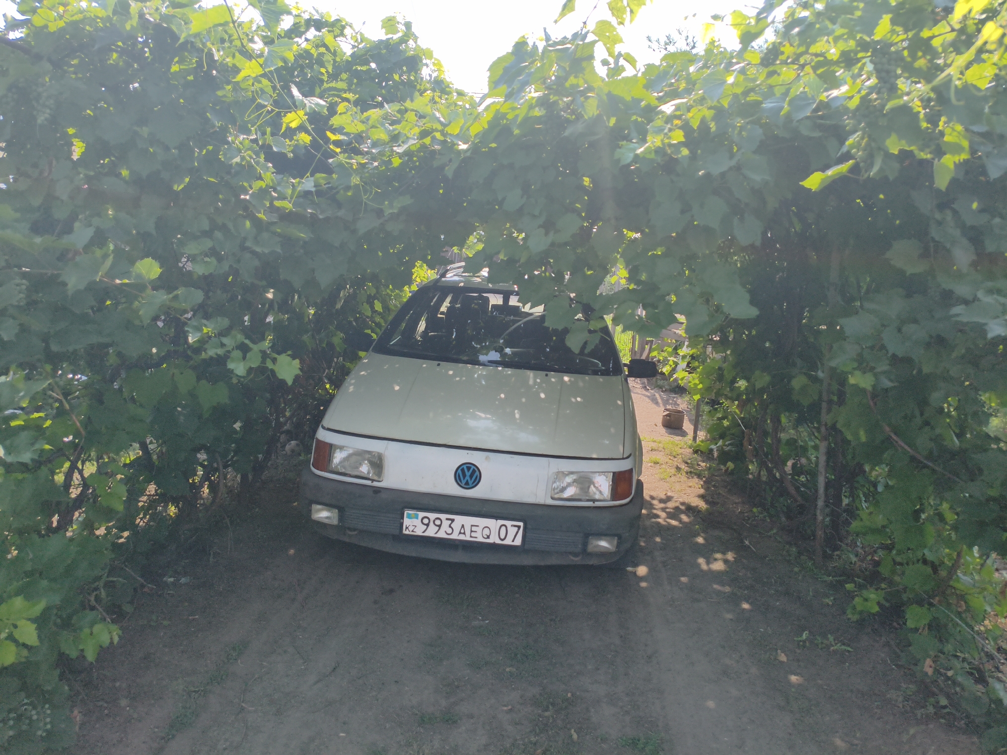 A light-colored Volkswagen sedan is parked under a canopy of green leaves. The car's front is visible, including its headlights, grille with a Volkswagen emblem, and a license plate that reads "KZ 993AEQ 07". The vehicle is positioned on a dirt path surrounded by dense foliage, suggesting it is in a rural or semi-rural setting. The sunlight filters through the leaves, creating dappled light patterns on the car and the ground. The scene appears to be in a natural environment, possibly a garden or a country road, within the Ақсуат ауылдық округі, Kazakhstan.