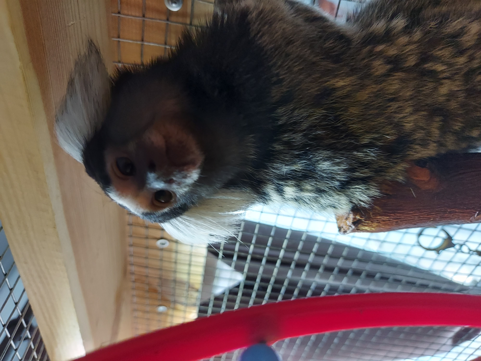An upward-angled, close-up photograph depicts a common marmoset (Callithrix jacchus) positioned within an enclosure in the city of Unknown, Unknown. The marmoset, with prominent white ear tufts and a mottled brown and grey fur pattern, is seen from the chest up, clinging vertically to a natural wooden perch. Its dark eyes are directed towards the camera. To the left, a portion of a red, curved object, possibly a plastic pipe or toy, is visible, with a small blue attachment. The background consists of light-colored wire mesh caging, behind which a light wooden shelf is situated at the top. Two circular metal fasteners are visible on the wooden shelf, securing the mesh. A metallic keyring or clip is visible through the mesh on the lower right side.