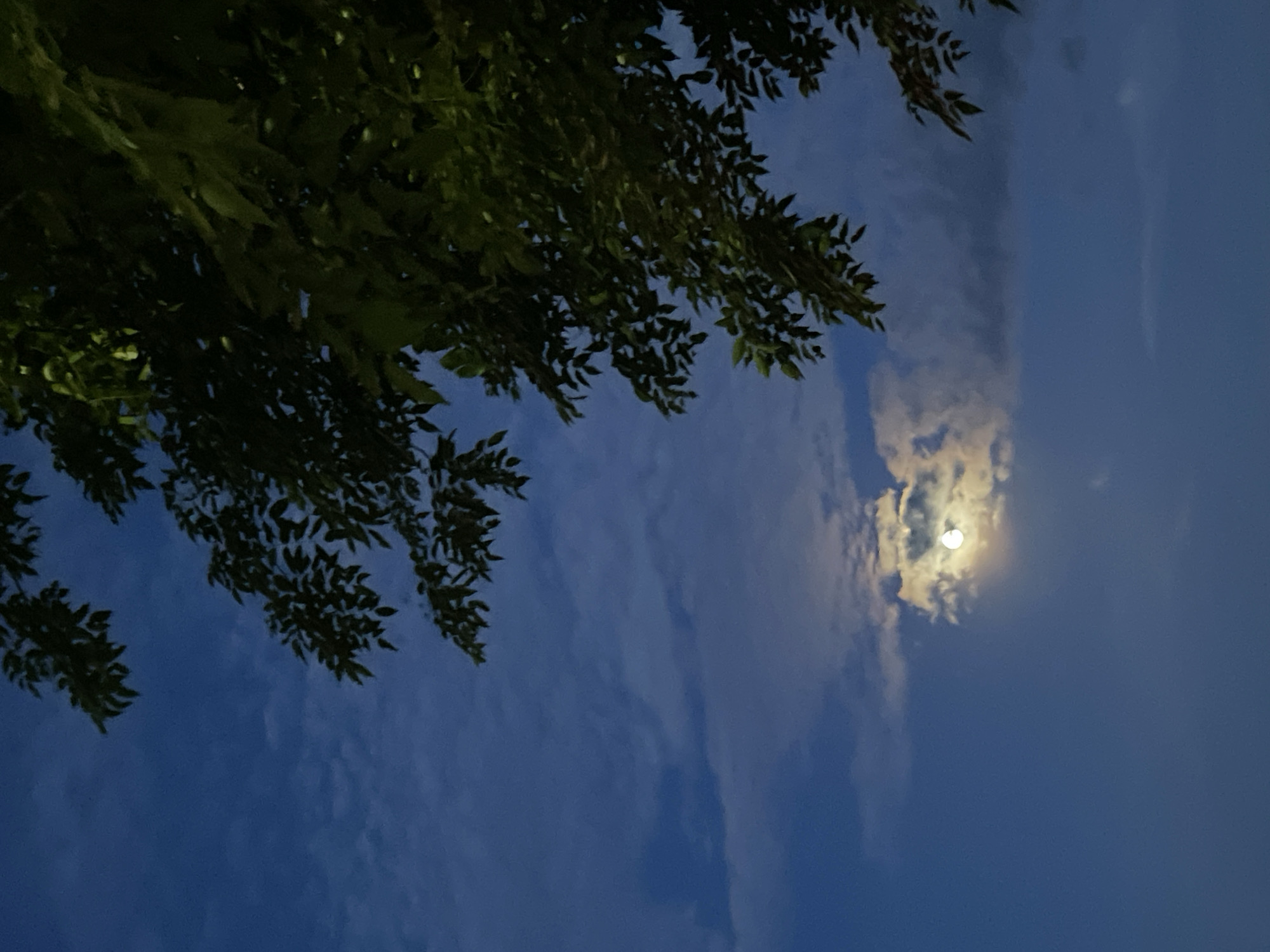 The image shows a night scene in Sigli, Indonesia. A tree branch with green leaves extends into the frame from the upper left corner. The sky is predominantly dark blue with some white clouds partially obscuring a bright moon near the center of the image.