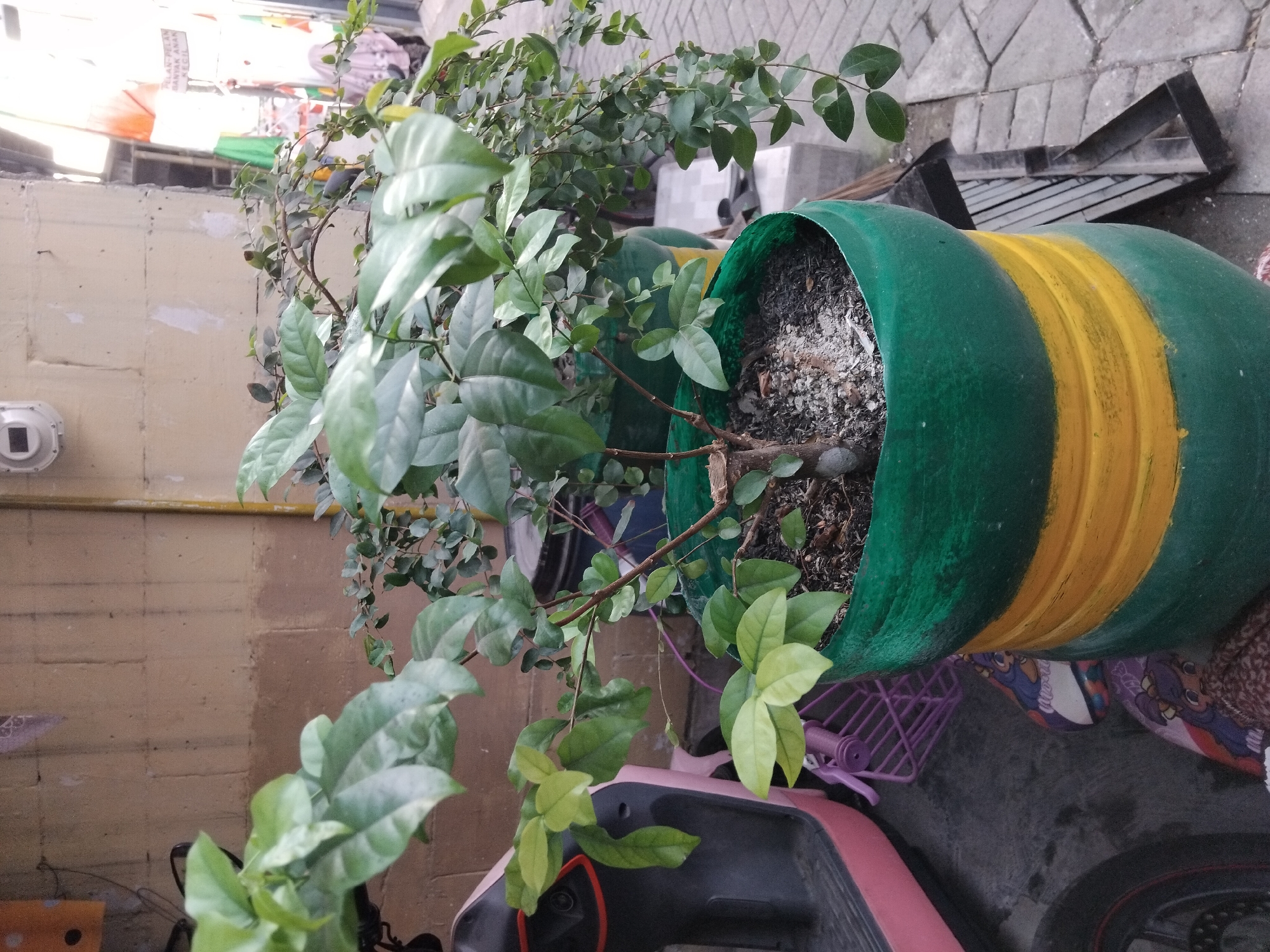 A medium shot captures a potted plant with lush green leaves and a woody stem situated in a repurposed large plastic container painted green and yellow. The plant is positioned outdoors, adjacent to a textured tan brick wall. To the left of the plant, a portion of a pink scooter is visible, along with a purple basket and a tire. The ground is paved with gray cobblestones. In the background, to the right, a narrow alleyway is visible, with signs and people dressed in traditional clothing, indicating the presence of an urban environment in Kepuh Kiriman, Indonesia. The lighting suggests it is daytime.
