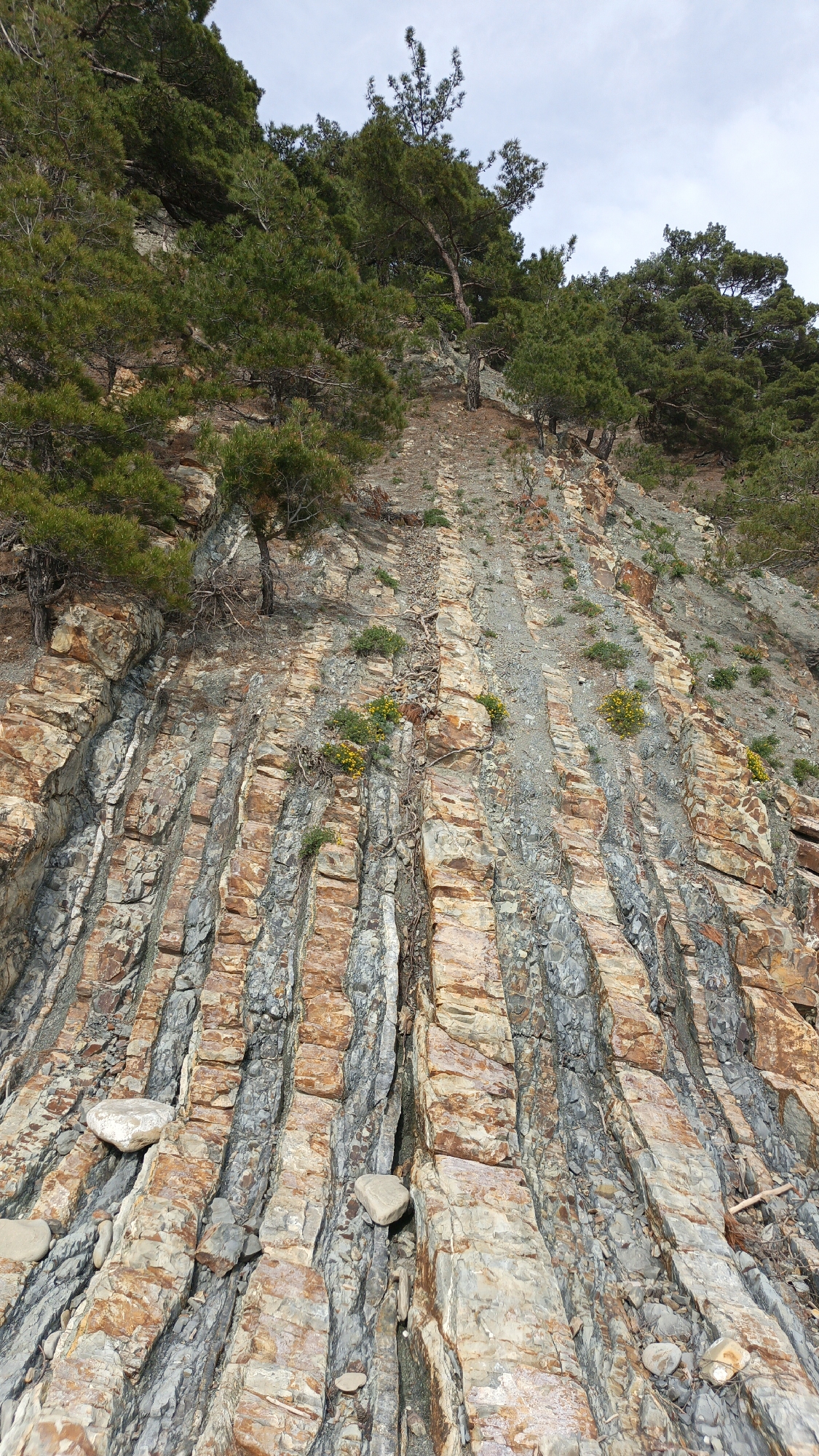 The image depicts a geological formation on a hillside, likely near Praskoveyevka, Russia. The hillside is composed of alternating layers of sedimentary rock in shades of grey and orange-brown. The rock strata are oriented vertically, forming a ridged pattern. Vegetation, including trees and small yellow flowering plants, grows from the soil near the upper layers. Two medium sized rocks are seen near the bottom. The sky is overcast. There are no people or animals visible in the scene.