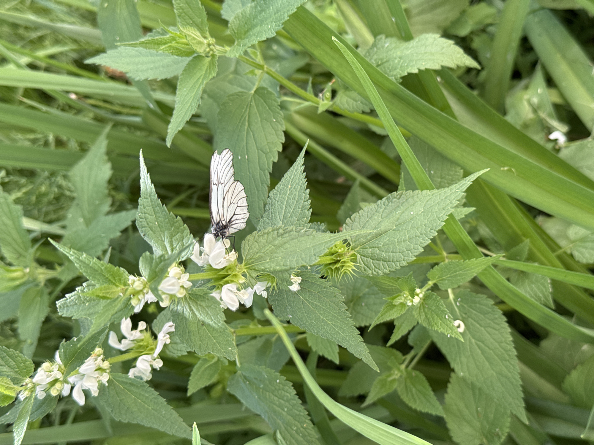 A white butterfly with black markings rests on a plant with small white flowers and serrated green leaves. The butterfly's wings are partially open, revealing the intricate pattern of black veins and edges. The plant appears to be growing in a natural outdoor setting, with other green foliage and blades of grass visible in the background. The lighting suggests it is daytime, and the overall scene conveys a sense of nature and tranquility. The location is specified as Soloneshnoye, Russia.