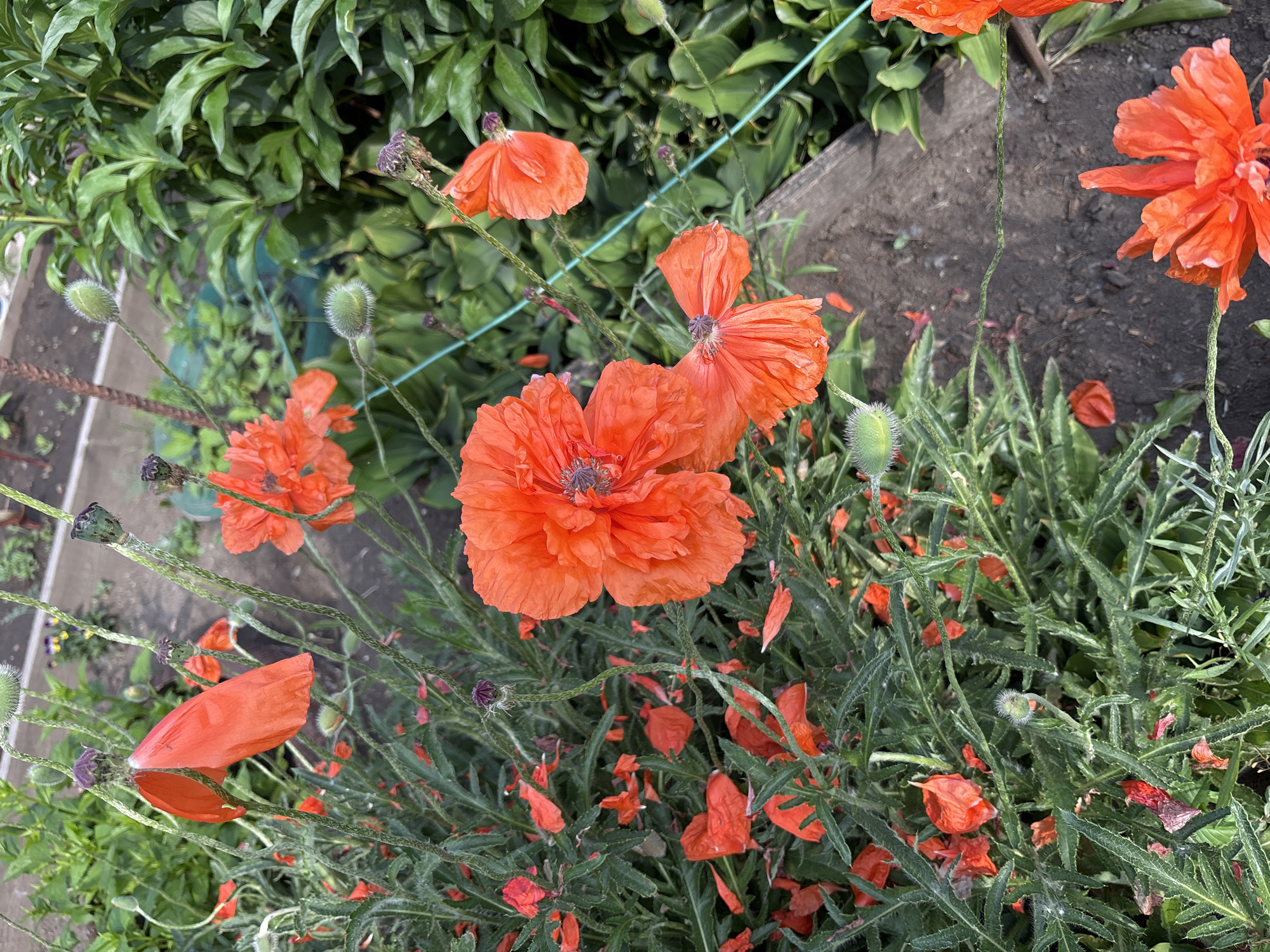 A close-up, top-down view of a patch of bright orange Oriental poppies in a garden setting. The poppies are in various stages of bloom, with some fully open, revealing their ruffled petals and dark centers, and others still in bud or with fallen petals scattered around the base. The foliage is a deep green and appears somewhat wispy and feathery. The ground beneath the flowers is dark, loose soil, with some small stones visible. In the background, out of focus, are more green plants and what appears to be a wooden border or raised bed. A thin, bright blue string or wire runs diagonally across the middle right of the frame. The scene is likely outdoors on a sunny day.
