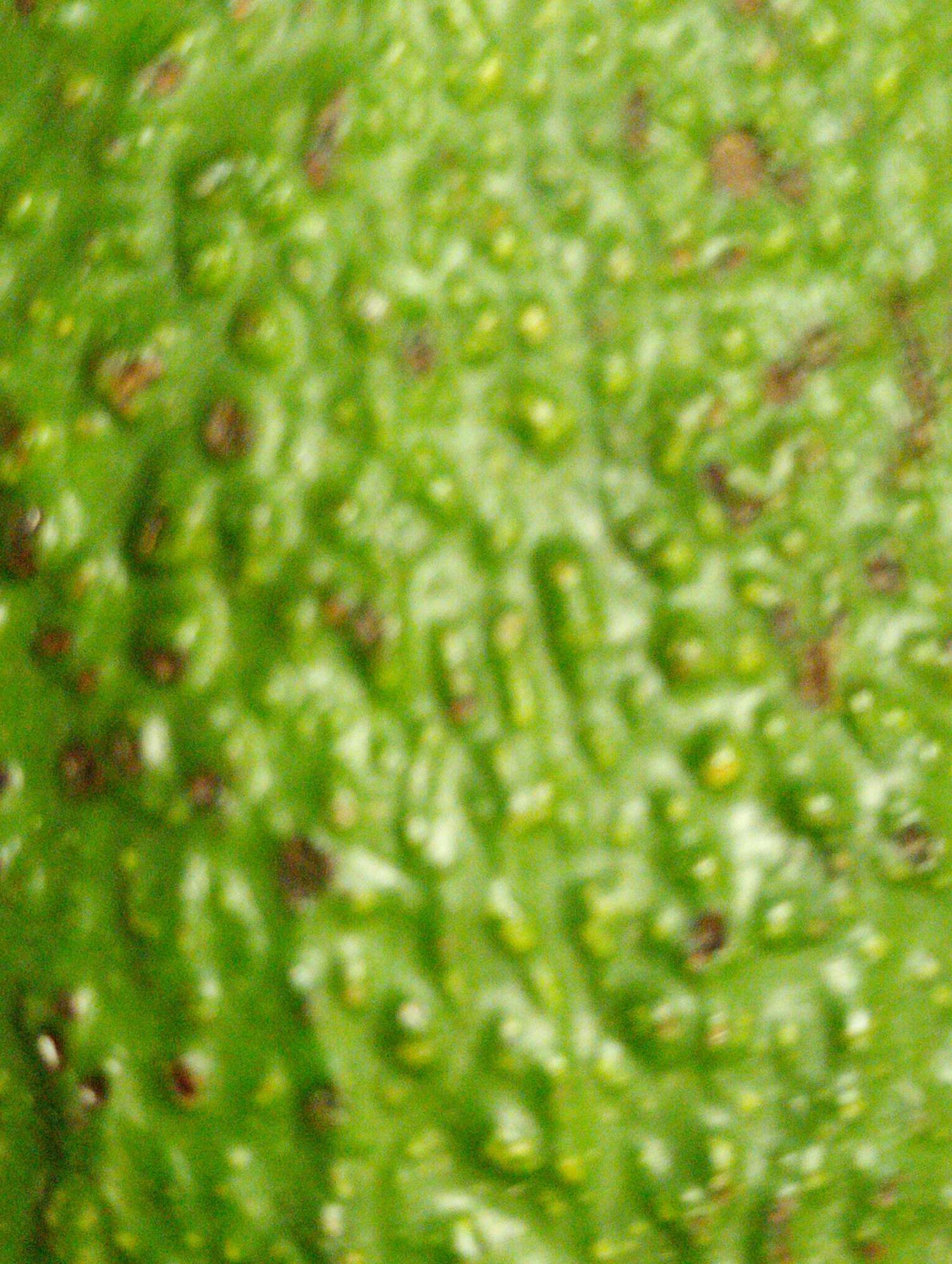 The image is a close-up, blurred view of the skin of an avocado. It is mostly green, with darker spots distributed across the surface. There are no people, subjects, objects, actions, interactions, or environmental details that would indicate a location in Kabile, Bulgaria, or any other specific location. The only subject is the avocado skin.