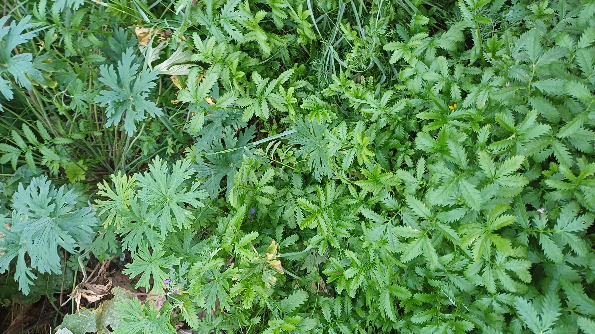 The image shows a close-up, overhead view of a dense patch of green vegetation in Izhevsk, Russia. The plants are characterized by compound leaves with numerous serrated leaflets. Some larger, palmate leaves are visible in the background, possibly of a different species. The overall impression is of a wild or overgrown area. No people or animals are present. The lighting suggests it is daytime, possibly overcast, as there are no strong shadows. The vegetation appears healthy and lush.