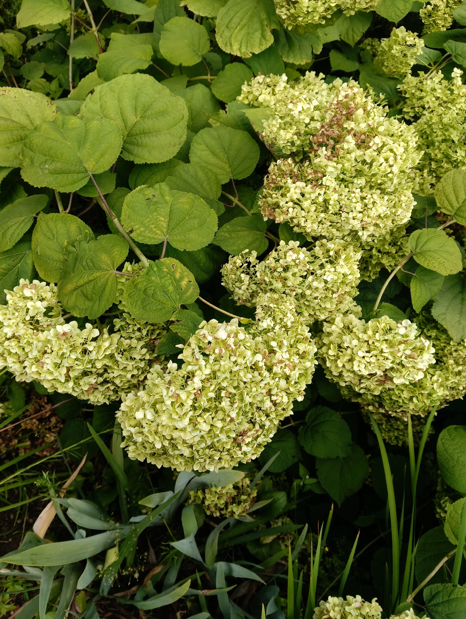 This is a vertical, close-up, outdoor photograph of a cluster of pale green hydrangeas with large, dark green leaves. The hydrangeas are in various stages of bloom, with some appearing fully formed and others more sparse. Some of the hydrangea florets have brown tips, indicating a degree of wilting. The lighting suggests it is daytime, with diffuse light indicating an overcast or shaded condition. The background consists of more dark green foliage. There are no people or animals visible in the image. The scene appears to be a garden or natural area. The image does not provide any specific information about its location in Hrodna, Belarus.