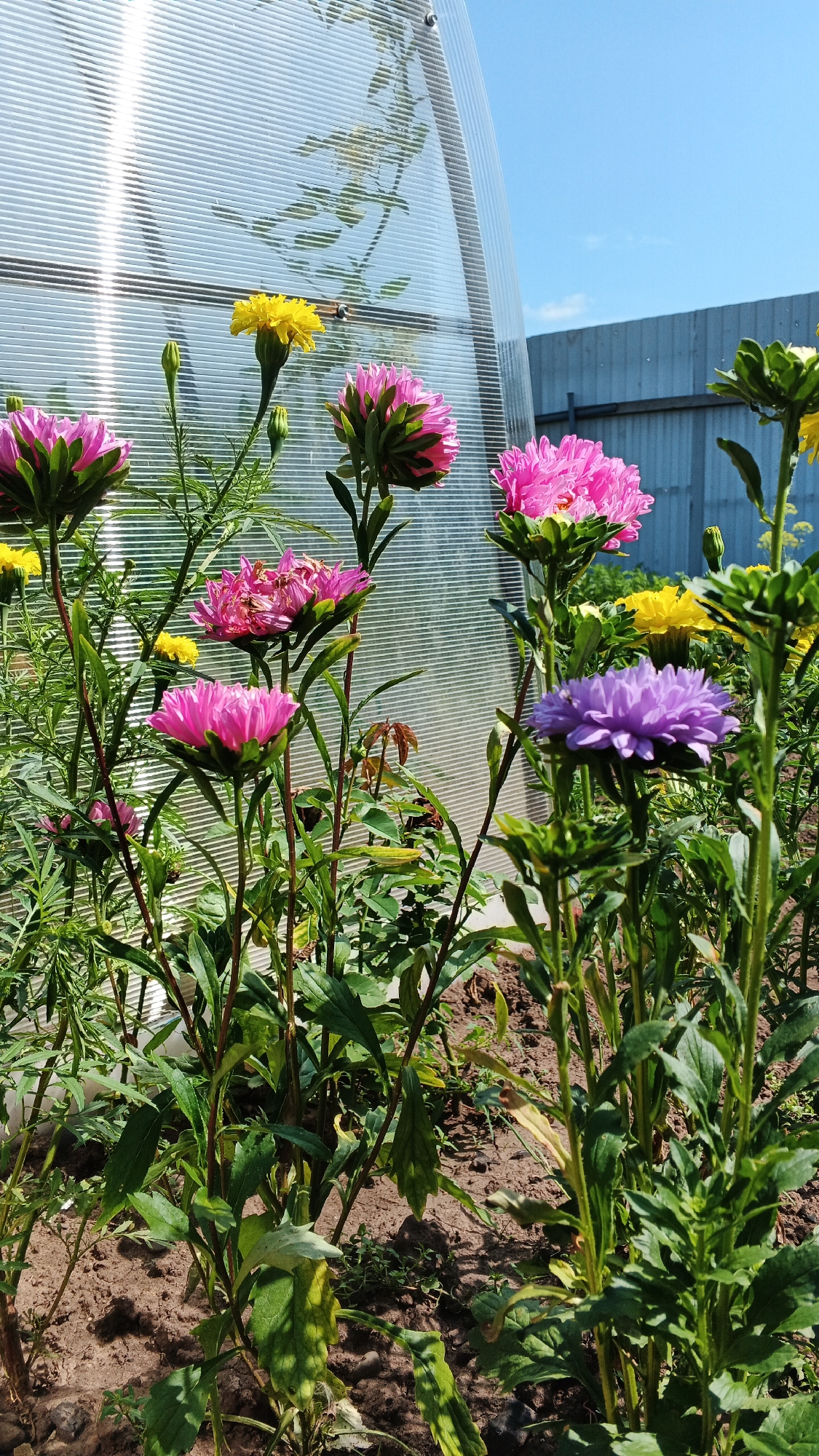 In the city of Podgornoye, Russia, a sunny day is depicted with a focus on a garden of asters. The flowers, predominantly in shades of pink and yellow, are in full bloom, with a single purple aster standing out in the foreground. They are arranged in clusters and individual stems, some with buds yet to open. The garden bed appears to be covered in dark soil. In the background, a translucent greenhouse with a corrugated surface is visible, reflecting the sky and some greenery. To the right of the greenhouse, a fence made of gray corrugated metal panels is present, and a clear blue sky with a few wispy clouds completes the scene. The overall impression is one of a flourishing garden on a bright, clear day.