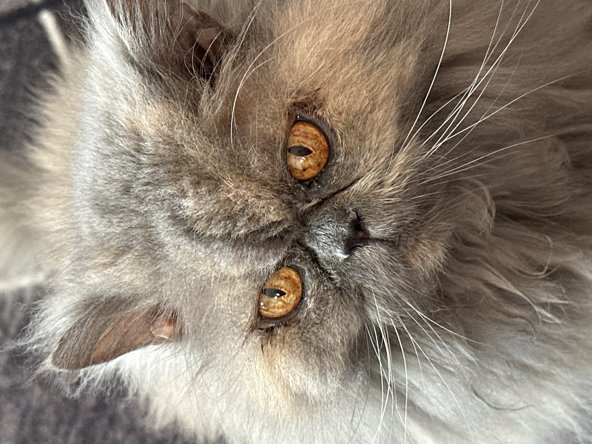 A close-up, eye-level shot focuses on the face of a grey Persian cat. The cat's fur is long and fluffy, with hints of brown and lighter grey. Its eyes are a striking amber color with black pupils. The cat's nose is small and dark, and its mouth is not visible. Long white whiskers fan out from its muzzle. The background is blurred and appears to be a textured surface, possibly a blanket or rug. The lighting suggests it is indoors, with soft light illuminating the cat's face. There are no humans or other animals present. The image does not contain any information about its location in Chaikovsky, Russia.