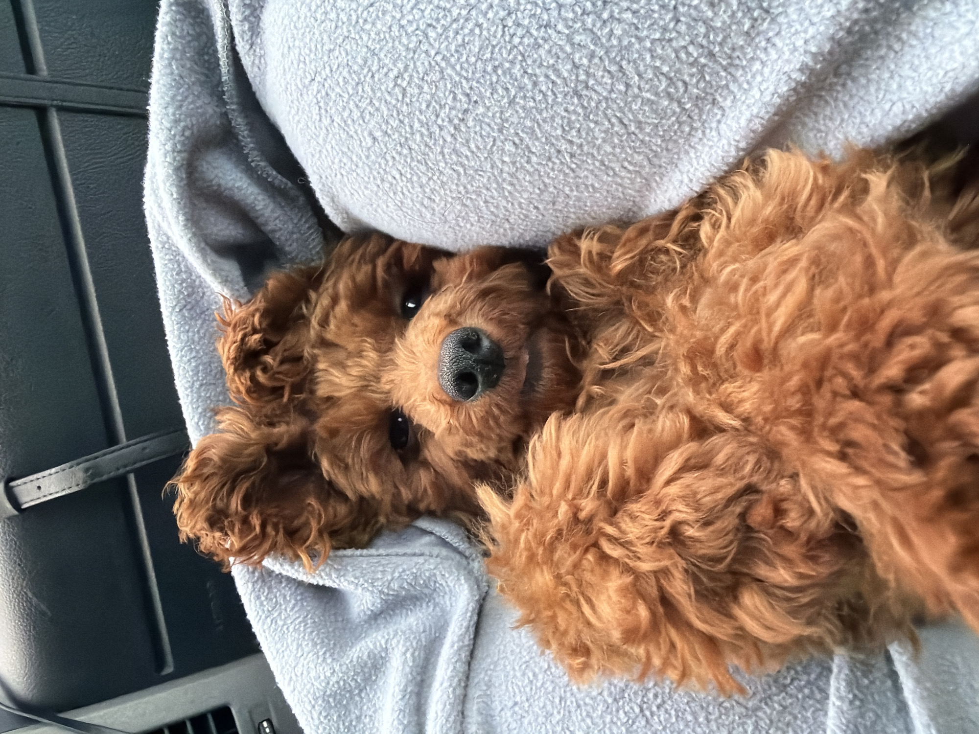 A medium shot shows a reddish-brown poodle puppy lying on its back, nestled in a light blue plush blanket. The puppy's paws are curled up towards its chest, and its head is tilted slightly back. Its dark eyes are open, and it appears to be looking directly at the camera with a calm expression. The puppy's fur is curly and fluffy, and its nose is black. The background consists of the interior of a vehicle, likely a car, with a dark-colored dashboard visible at the top of the frame. The setting suggests the puppy is being transported in a car, possibly within the city of Osetenovo, Bulgaria.