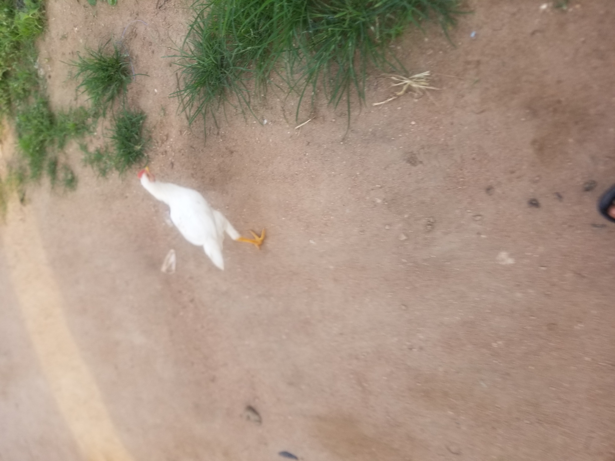 A white chicken with a red comb stands on sandy ground in Jauro Yinu, Nigeria. The chicken is facing to the left and its legs are visible. In the background, there is green grass and dirt. A portion of a person's foot wearing a black sandal is visible in the lower left corner of the image.