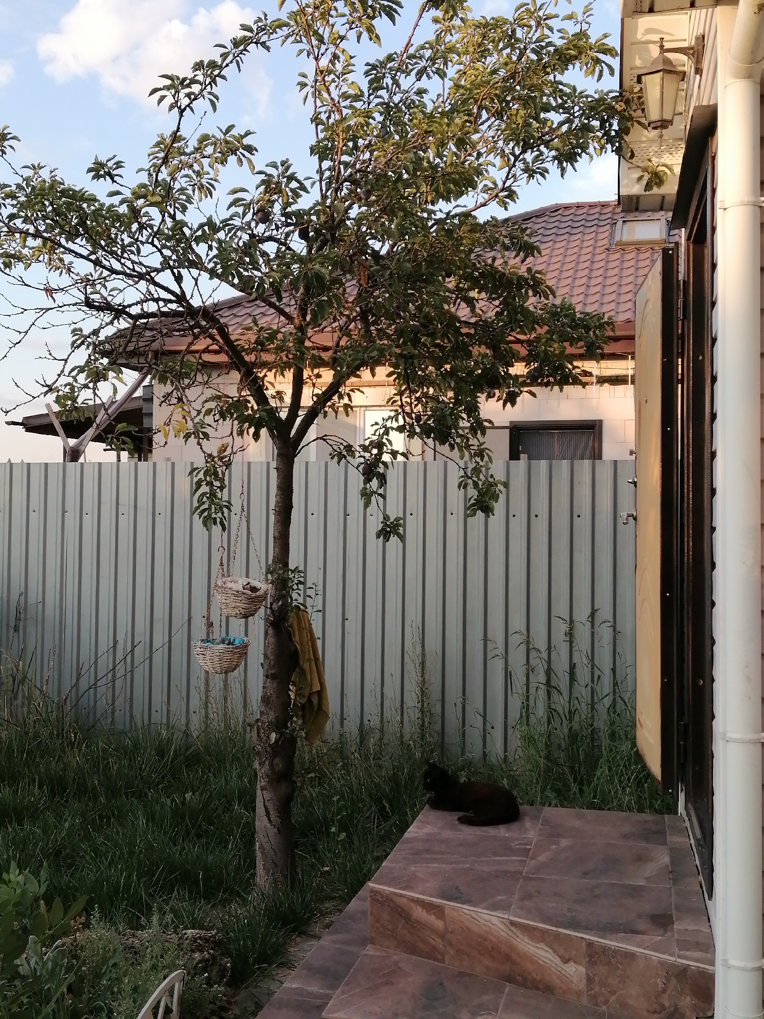 A black cat is lying on a tiled porch in front of a house with a metal fence. A tree with hanging baskets stands in the yard. The scene appears to be in Rostov-on-Don, Russia.
