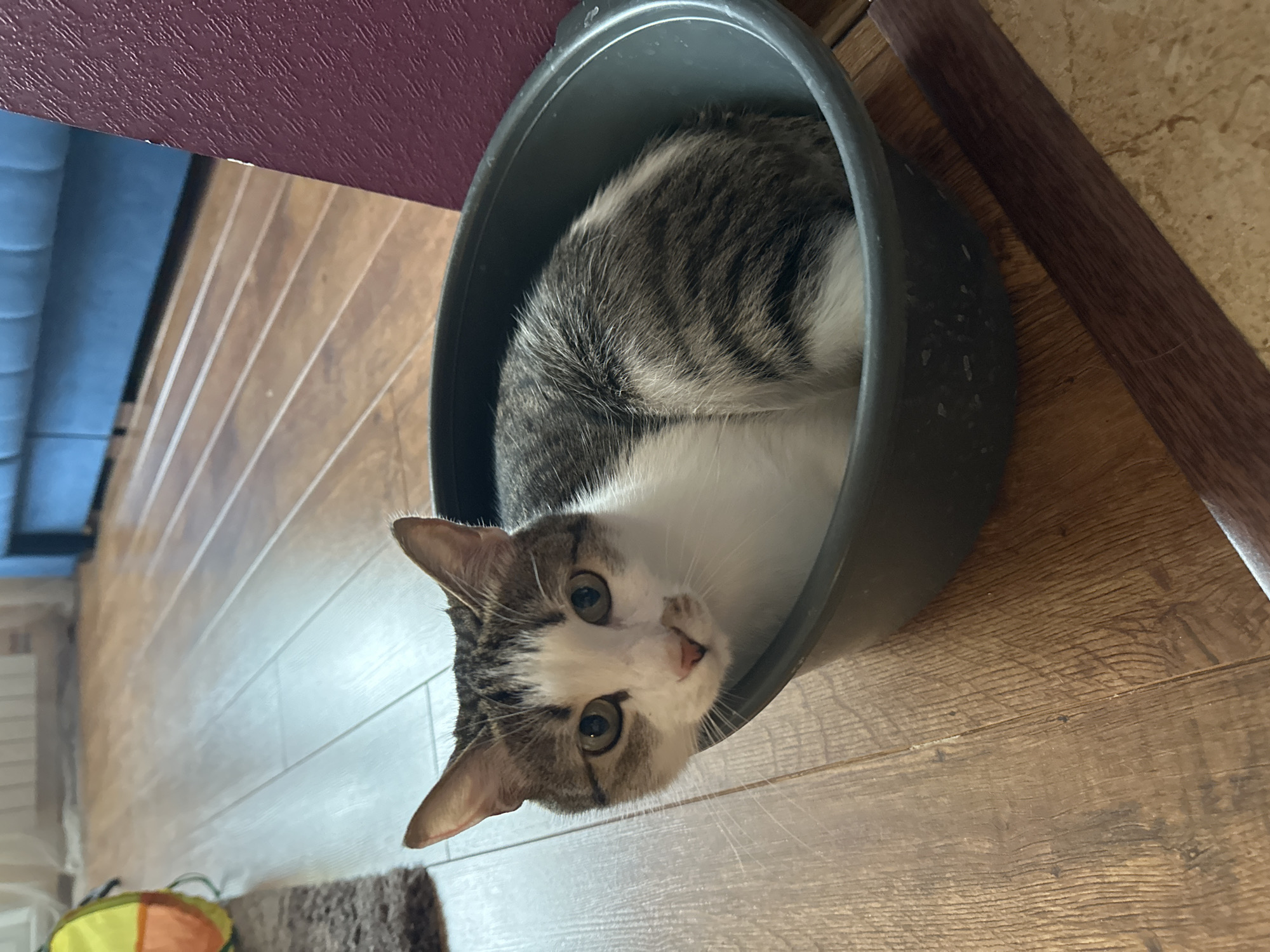 A medium shot captures a gray and white tabby cat nestled inside a dark gray plastic container, which rests on a light brown, wood-look floor. The cat is looking directly at the camera. Behind the container, a dark purple surface is visible, likely a wall or piece of furniture. To the left, a section of a blue sofa is seen. The floor has a plank-like pattern. A portion of a wooden trim piece is on the right. In the bottom left, part of a bag and a rug are visible. The location cannot be determined from the image.