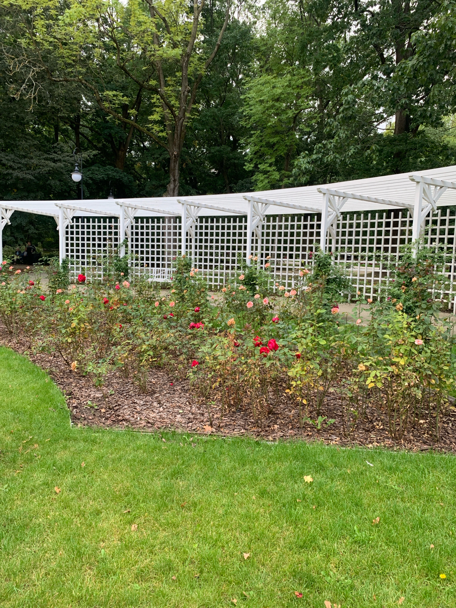 This image depicts a rose garden within Branicki Palace gardens in Białystok, Poland. The foreground features a lush green lawn bordered by a bed of roses. The roses, in various shades of red and pink, are in bloom and interspersed with green foliage and brown mulch. Behind the rose garden, a white lattice pergola extends horizontally across the frame, its geometric pattern creating a sense of order. In the background, mature trees with dense green canopies provide a natural backdrop. A lamppost is visible on the left side, and further in the distance, silhouettes of people and a park bench suggest a public park setting. The overall impression is one of a well-maintained ornamental garden, likely enjoyed by visitors.