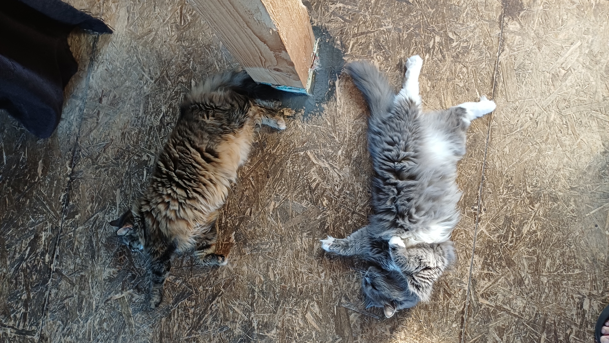The image shows two domestic cats lying on a wooden surface. The cat on the top is a long-haired tabby with brown and grey markings. It is lying on its side with its paws extended. The cat on the bottom is a long-haired grey cat with white markings on its chest and paws. It is lying on its back with its paws in the air. The wooden surface appears to be unfinished, possibly part of a floor or deck. The background is blurred, but suggests an outdoor or semi-outdoor environment. There are no people or other animals visible in the image. The location is specified as Timokhovo, Russia.