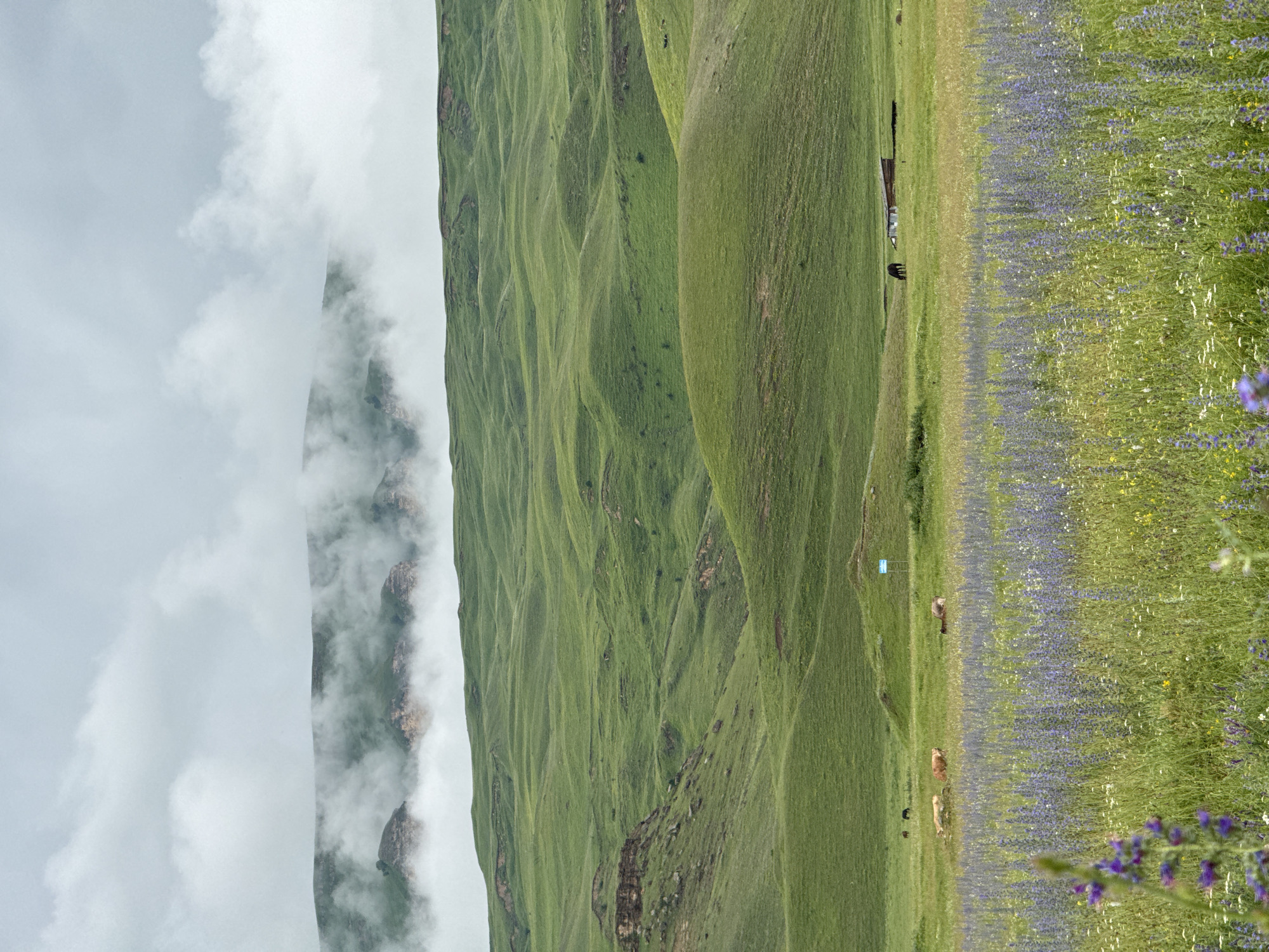 The image depicts a pastoral landscape of rolling green hills under a cloudy sky, with a field of purple wildflowers in the foreground. Several cows and horses are scattered across a grassy plain in the middle ground, and a rustic wooden structure, possibly a barn or shed, is visible in the distance. The scene appears to be a natural, undeveloped area, consistent with the rural environment surrounding Kumysh, Russia, which is known for its mountainous terrain and grasslands. The overall mood is serene and idyllic.