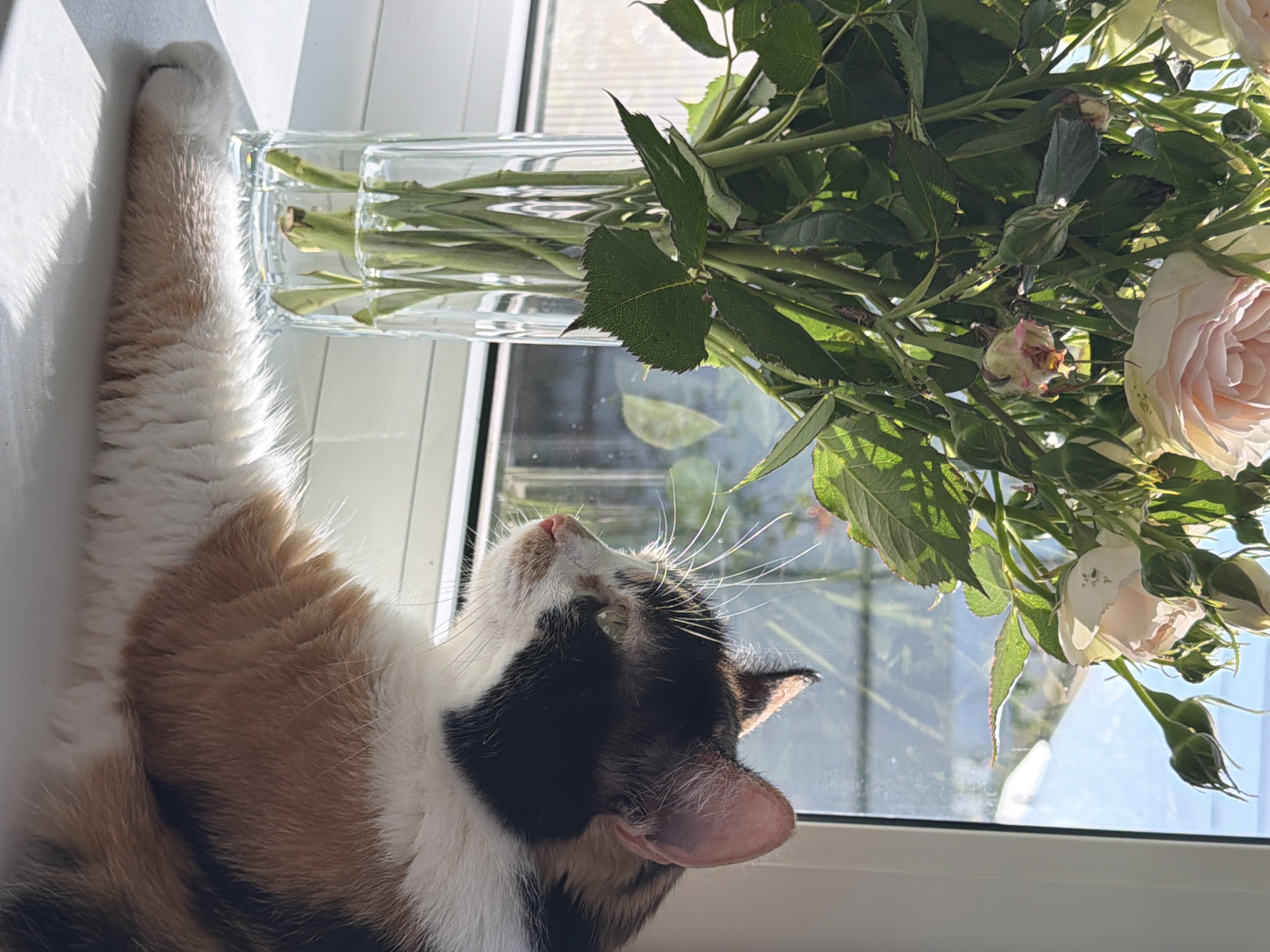 A calico cat rests on a windowsill indoors, next to a clear glass vase holding a bouquet of roses. The cat is lying on its side, with its outstretched paw near the vase. The roses are various shades of white and pink, with green leaves and stems visible. The location is implied to be Rossiyskiy, Russia based on the user's prompt. The image is brightly lit by sunlight.