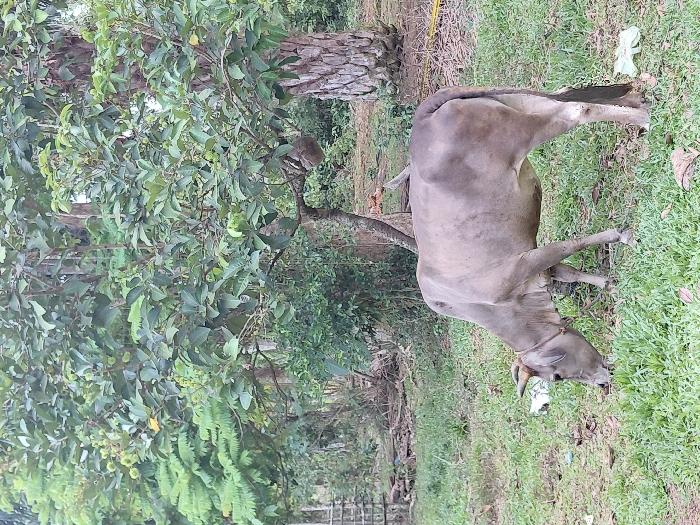 A light brown-grey cow with small horns and a visible collar is depicted grazing on green grass in Keude Cunda, Indonesia. The cow's head is lowered, positioned towards the ground, consuming vegetation. Scattered white plastic debris is present on the grass around the cow. The background features dense green foliage from multiple trees. One tree, located in the upper left, bears clusters of unripe rambutan fruits. A large, spherical wasp nest or beehive is suspended from a branch of a central tree. Additional tree trunks and a partial wooden fence structure are visible on the left. The scene is an outdoor, vegetated environment.