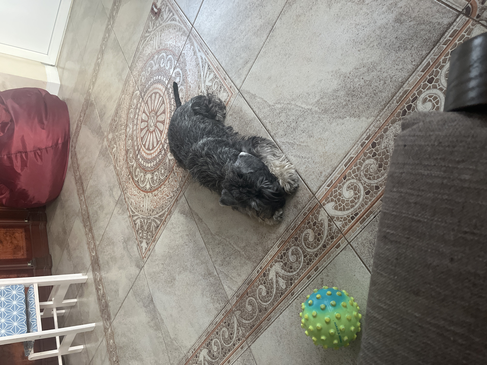 A miniature schnauzer dog lies on a tiled floor. The dog has gray and white fur and is resting on its belly with its head down. To the left of the dog is a spiky, multicolored dog toy. The floor tiles are beige with decorative brown and red borders. In the background, there is a white chair with a blue and white patterned cushion, a dark red beanbag chair, and a wooden cabinet. The scene appears to be indoors. The location is not visible in the image.