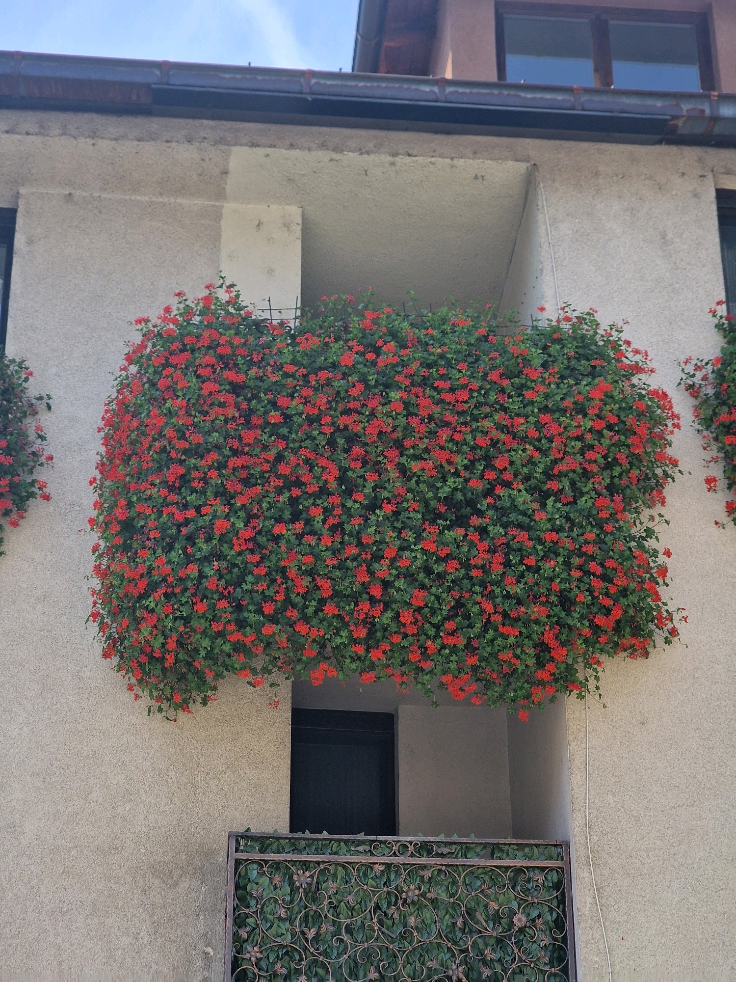 A medium shot captures a building facade adorned with a profusion of vibrant red flowers cascading from a balcony planter. The building's exterior is a textured light beige stucco. A dark-colored door is visible recessed within the building's architecture, below the overflowing planter. Below the door and planter, an ornate metal railing, partially covered in green foliage, forms the edge of what appears to be a lower balcony or architectural feature. The sky above is a clear blue, with faint cloud streaks. The scene is set in the city of Travnik, Bosnia and Herzegovina.