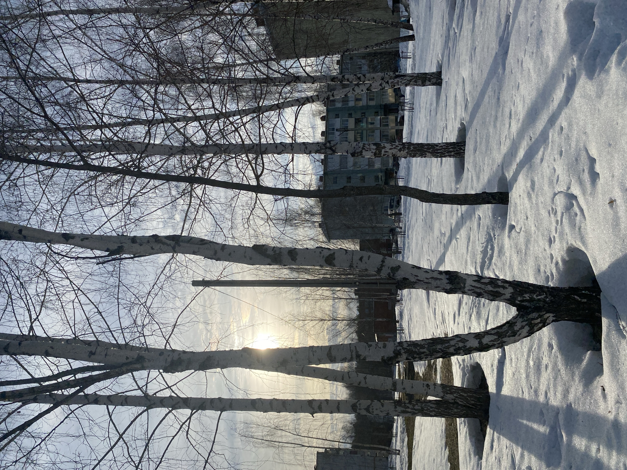 The image depicts a snow-covered urban landscape in Noviy, Russia, during what appears to be late winter or early spring. Numerous bare birch trees with characteristic white bark and slender branches populate the foreground and midground, standing on uneven snow. The ground features patches of exposed brown earth and melting snow, particularly around the tree bases where distinct circular melt patterns are evident. Long, dark shadows are cast across the snow from the trees, indicative of a low sun angle. The sun is visible towards the upper left, partially obscured by clouds and tree branches, creating a bright glare. In the background, several multi-story residential buildings, consistent with apartment blocks, are visible through the bare tree canopy. These buildings exhibit light-colored facades, some with a faint blue or green hue. A single tall utility pole is visible among the trees in the midground. No human figures or discernible activities are present.