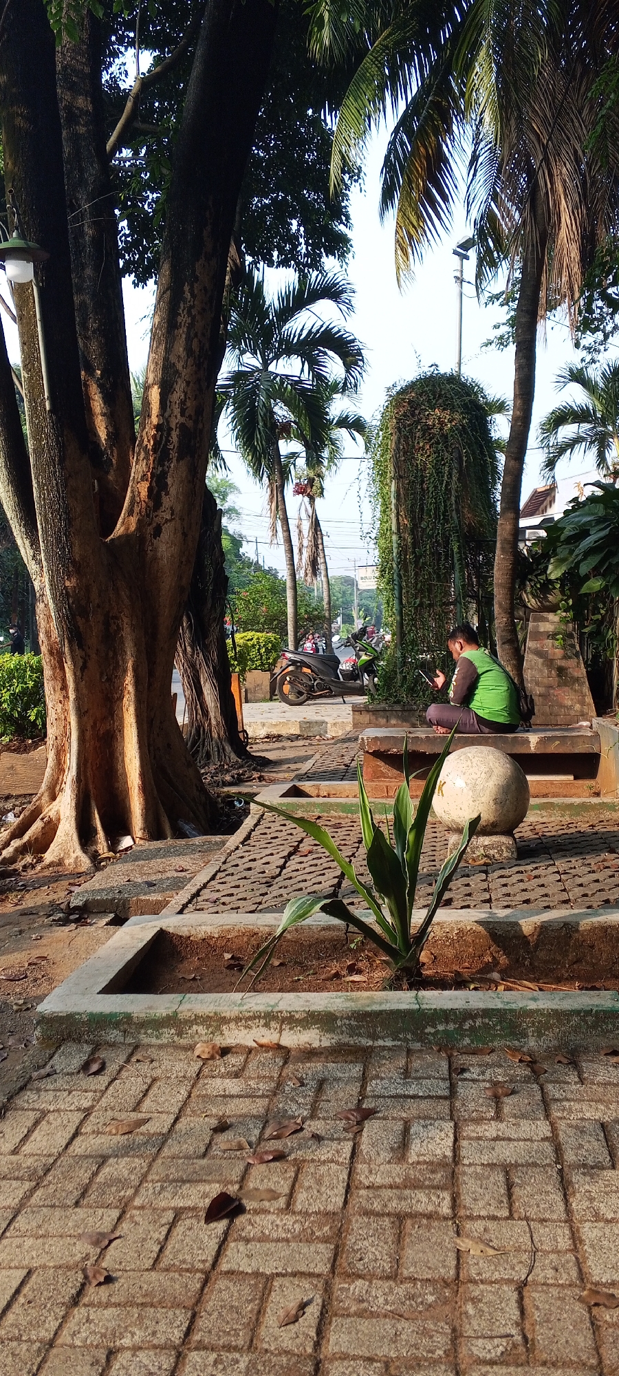 The image depicts an outdoor scene in Depok, Indonesia, likely a park or public space. In the foreground, a paved walkway made of rectangular bricks runs diagonally across the frame, with several dry leaves scattered on its surface. A low, concrete planter box borders the walkway, containing a young, spiky green plant. To the right of the planter, a large, round, stone-like object rests on the walkway.
In the mid-ground, a man wearing a green shirt and dark pants is seated on a concrete bench, engrossed in his phone. Behind him, a large, leafy structure, possibly a sculpted hedge or a large plant, rises vertically. A motorcycle with green and black accents is parked on the paved area behind the man.
The background features several large trees with thick trunks and exposed roots, characteristic of mature urban trees. Palm trees with fronds are also visible, along with other greenery and some distant buildings. The overall lighting suggests it is daytime, with sunlight casting shadows. The presence of a motorcycle and the man using a mobile phone indicate a modern urban setting.