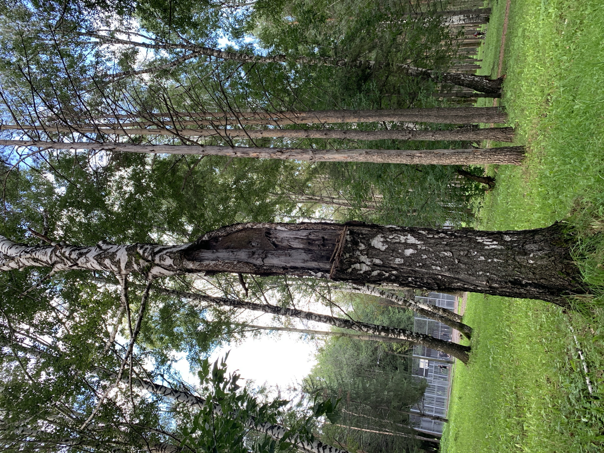 The image depicts a park area in Prokopyevsk, Russia, characterized by a lush green grassy lawn interspersed with various trees. In the foreground, a prominent birch tree stands with a visibly damaged trunk, exposing internal wood. To the right, a stand of tall, slender pine trees creates a dense forest backdrop. Further in the background, a chain-link fence is visible, possibly enclosing a recreational area or sports facility, with a few indistinct figures present beyond it. A person on a bicycle is seen in the middle ground, riding on a path that winds through the trees. The sky above is bright, suggesting daylight, with patches of blue visible through the canopy. The overall scene conveys a naturalistic park environment with elements of human activity and infrastructure.