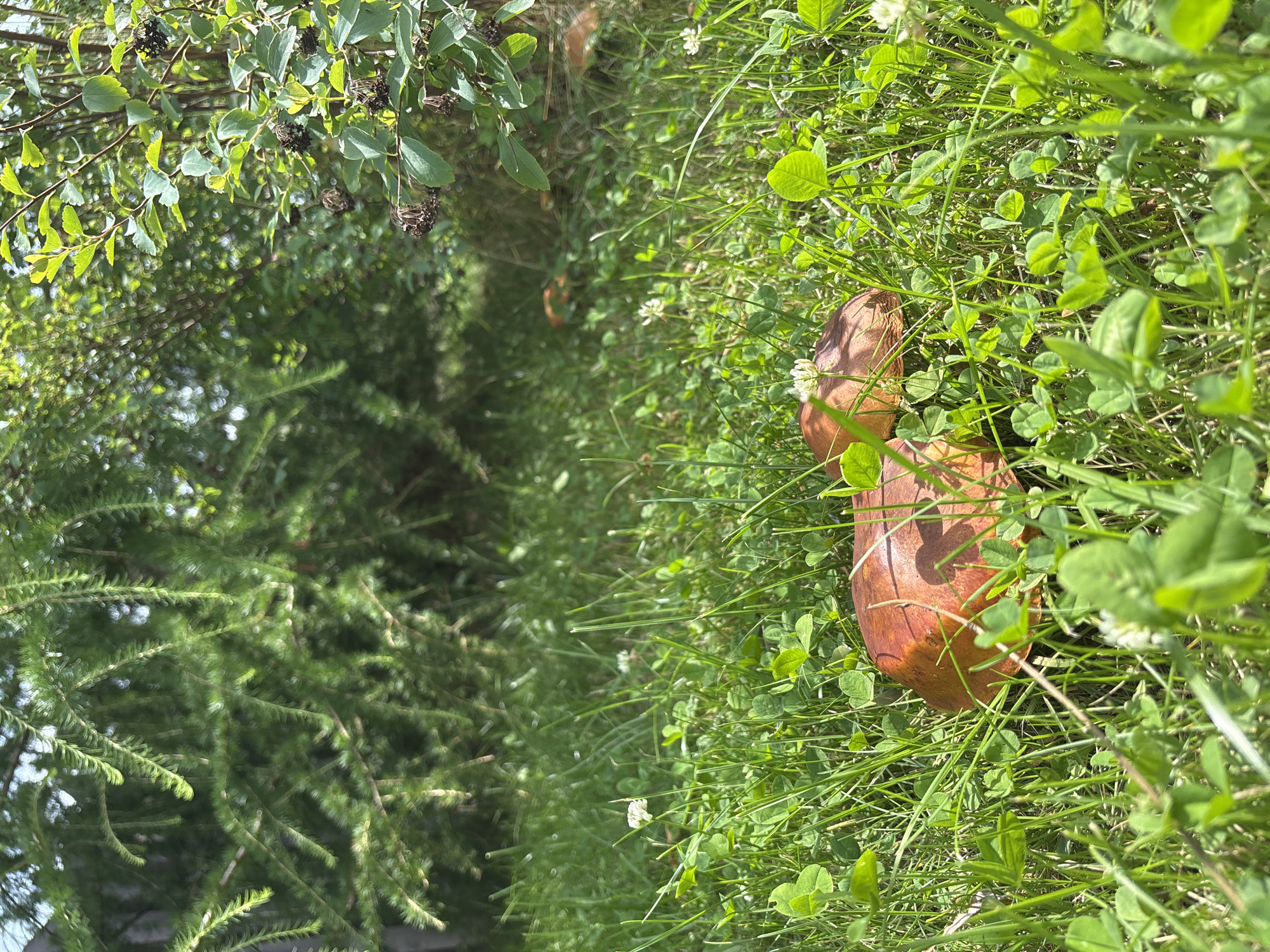 The image depicts a close-up view of a grassy area with several mushrooms. The foreground is dominated by green clover and grass, with two large, reddish-brown mushroom caps visible. Small white clover flowers are interspersed throughout the foliage. In the background, blurred greenery suggests trees and bushes, with shafts of sunlight filtering through. The scene appears to be an outdoor setting, possibly a park or garden, with no human presence or activity evident. The image does not provide any specific information about the city of Zvenigorod, Russia, or any forensic details.