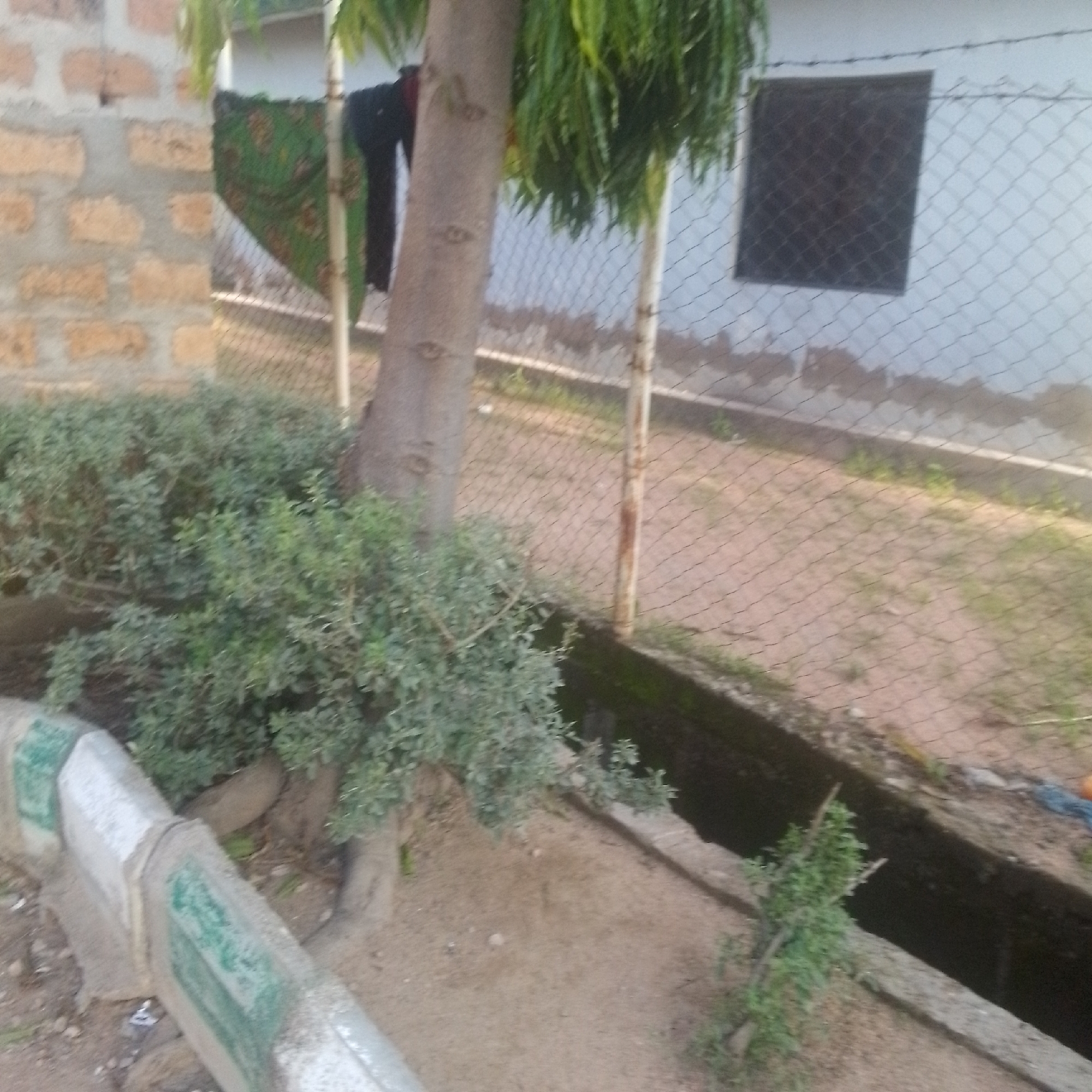 The image depicts an outdoor scene in Jalingo, Nigeria. The setting appears to be a residential or public area with a white building visible in the background, featuring a small, dark, screened window. A chain-link fence runs horizontally across the midground, separating the foreground from the background. A tree with a light-colored trunk and green foliage stands prominently in the left-center of the image, with some clothing items hanging on or near it. In the foreground, there are dense green bushes and a concrete border with green painted markings, suggestive of a pathway or roadside. A dark, narrow ditch or drainage channel runs along the base of the fence. The ground is a mix of sand and some sparse vegetation. The overall impression is of a typical day, likely in a warm climate, with no specific event or activity clearly taking place. The image is somewhat blurry, making precise details difficult to discern.