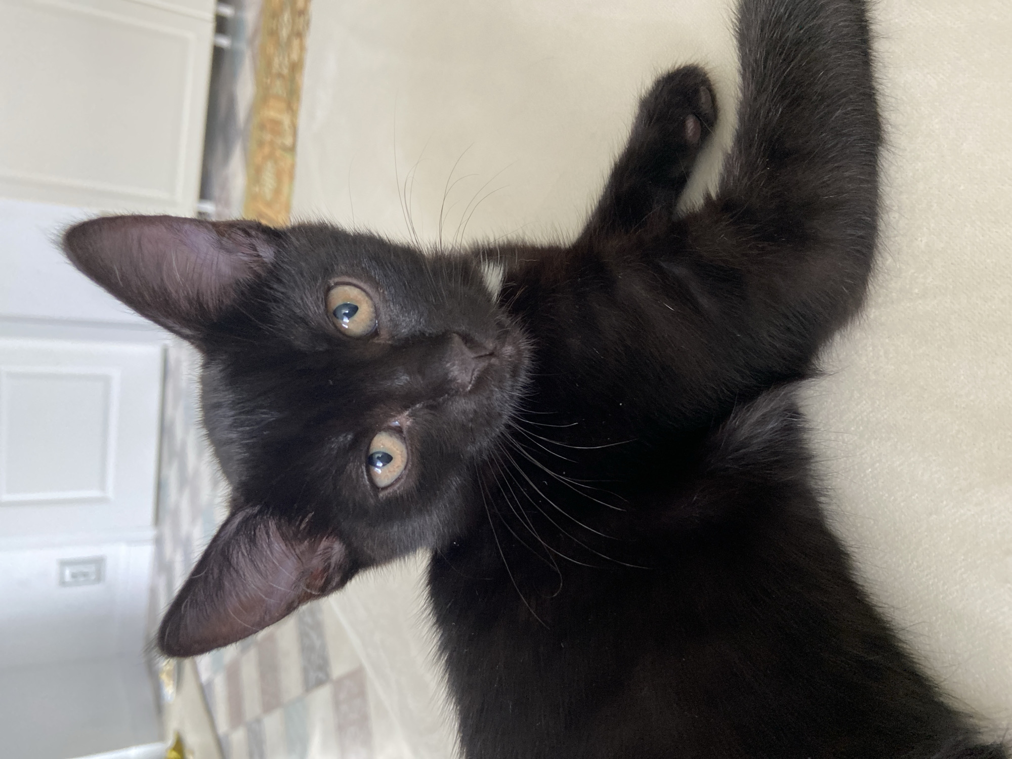 A black kitten with yellow eyes is lying on a light-colored surface, possibly a bed or rug. The kitten's ears are pointed upwards, and its whiskers are clearly visible. There is a small patch of white fur on its chest. The background is slightly out of focus, showing a tiled floor and a white door or cabinet. The lighting appears to be natural, coming from the left. This image was taken in Meshcherskoye, Russia.