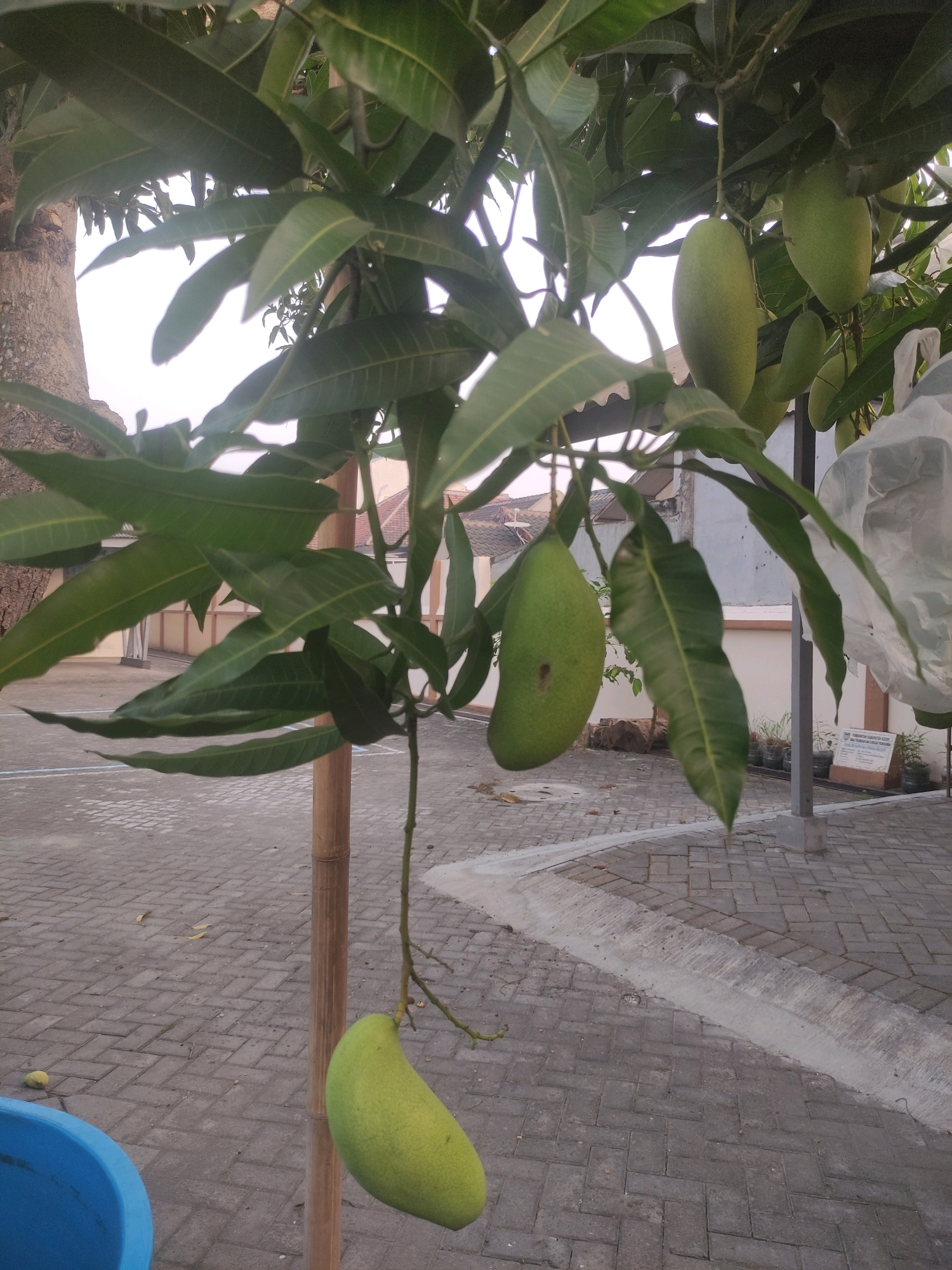 This is a medium shot, outdoor, natural light photograph of a mango tree with several unripe mangoes. The mangoes are green and elongated with some showing slight discoloration or markings. The tree has numerous green leaves and is supported by a bamboo pole. The background consists of a paved walkway with brick patterns, a concrete drainage channel, and buildings in the distance. A blue plastic basin is partially visible in the lower left corner, and a clear plastic bag hangs near one of the mangoes. The location is identified as Ngasem, Indonesia.