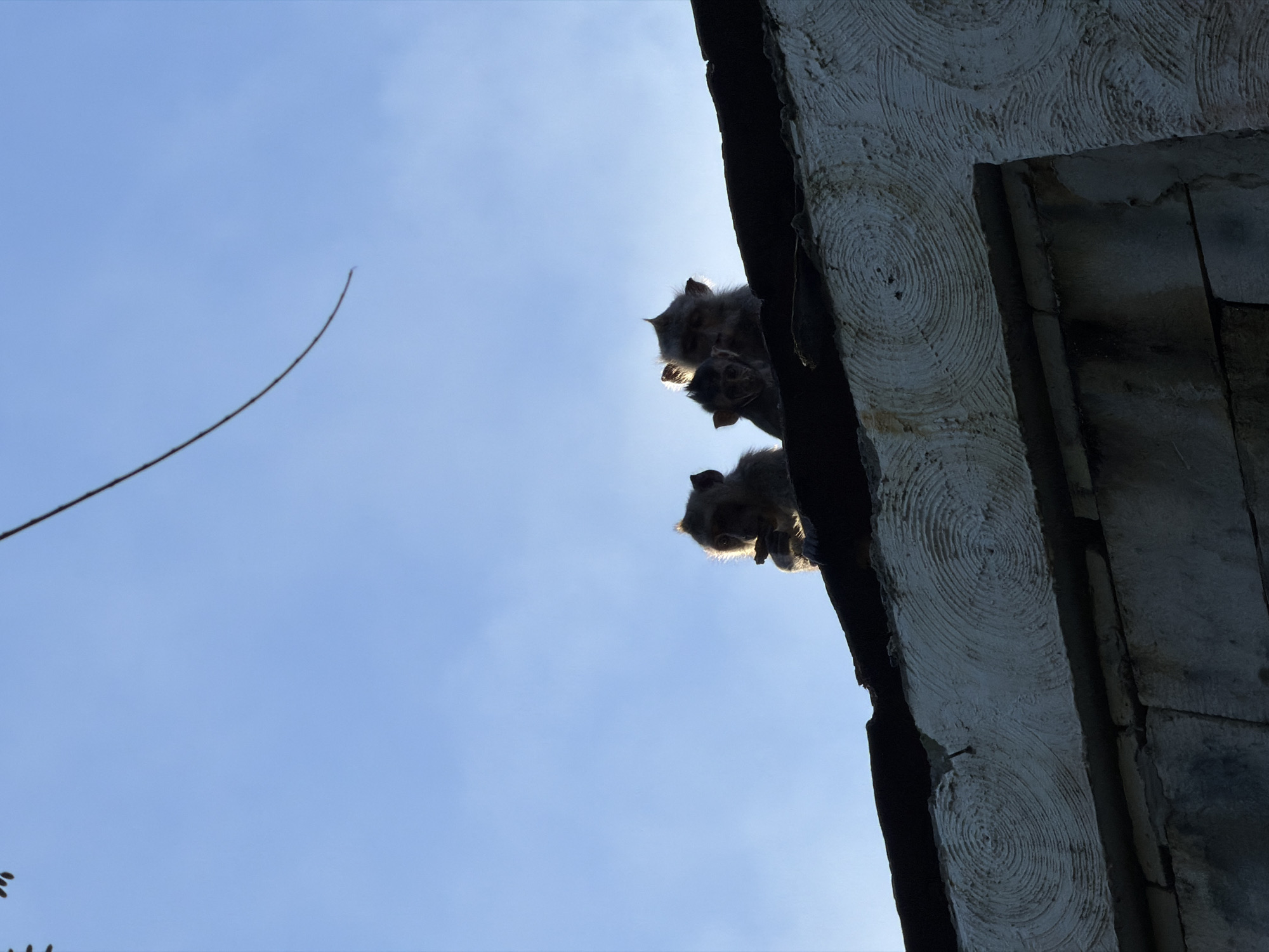 Two monkeys are perched on the edge of a stone structure, possibly part of a building or temple. The sky is a clear blue, and the angle of the photograph is a low angle shot, looking up at the monkeys. A thin, curved line extends from the left side of the frame, potentially a stray piece of foliage or a rope. The monkeys are silhouetted against the bright sky, making it difficult to discern their features, but they appear to be observing something below. The stone structure has circular patterns carved into its surface. The location is Kuta Selatan, Indonesia.