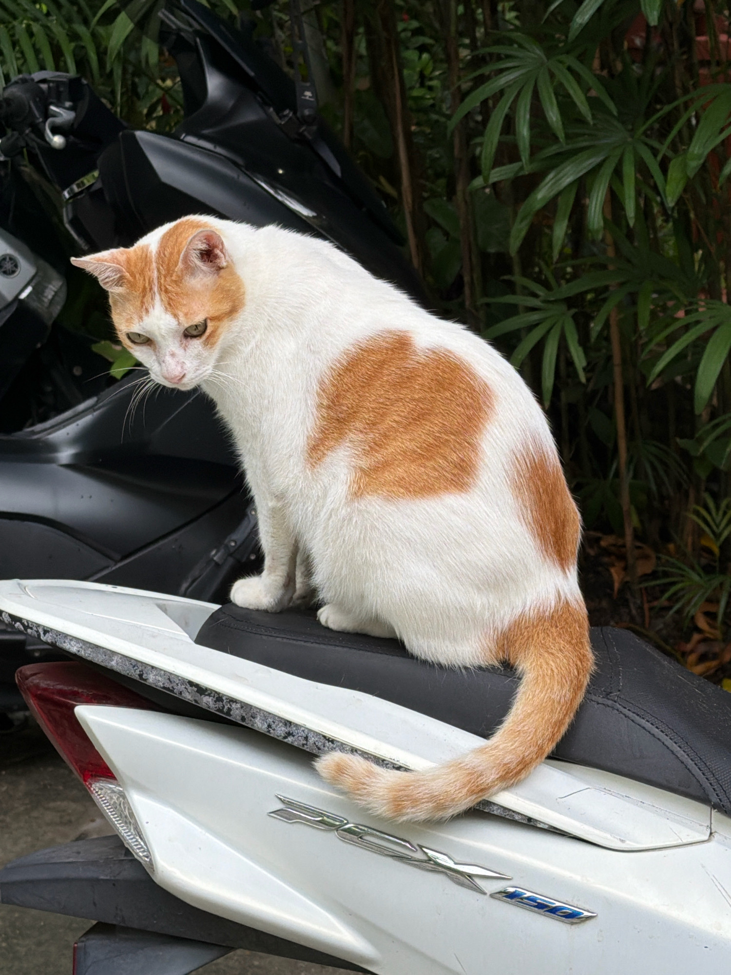A white and orange tabby cat is perched on the black seat of a parked motorcycle. The cat is facing left and looking downwards. Behind the motorcycle, there is lush green foliage. The motorcycle is white with some black accents, and a silver emblem with the number "150" is visible on its side. The scene appears to be an outdoor setting, possibly in a residential area or a public space in Ko Samui District, Thailand, given the tropical vegetation and the presence of a motorcycle.