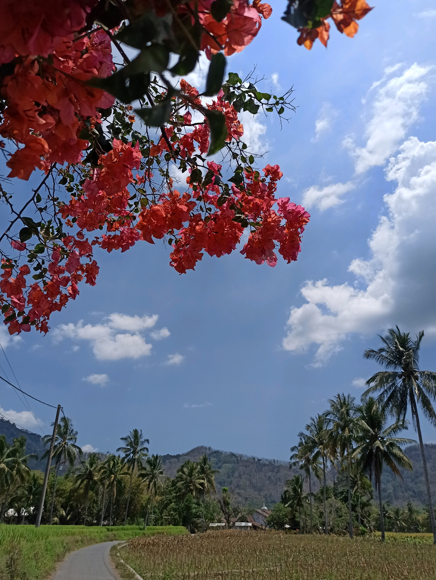 An outdoor, low-angle, eye-level medium shot captures a bright, sunny day in Tlogosari, Indonesia. The upper portion of the frame is dominated by a vibrant cluster of coral-colored bougainvillea flowers against a clear blue sky dotted with fluffy white clouds. The flowers are in focus and appear to be growing from a branch extending from the top left of the image. Below the flowers, the scene transitions to a rural landscape. A gray asphalt road curves from the left foreground into the middle distance. To the left of the road is a lush green rice paddy. To the right of the road, a field of dry, straw-colored stalks, likely harvested corn or similar crop, stretches into the middle ground. Beyond the fields, a dense line of palm trees stands tall, with a few scattered throughout the landscape. In the background, a gently sloping, barren mountain range is visible under the bright sky. A single utility pole with wires is present on the left side of the frame, extending upwards. No people or animals are visible in the scene.